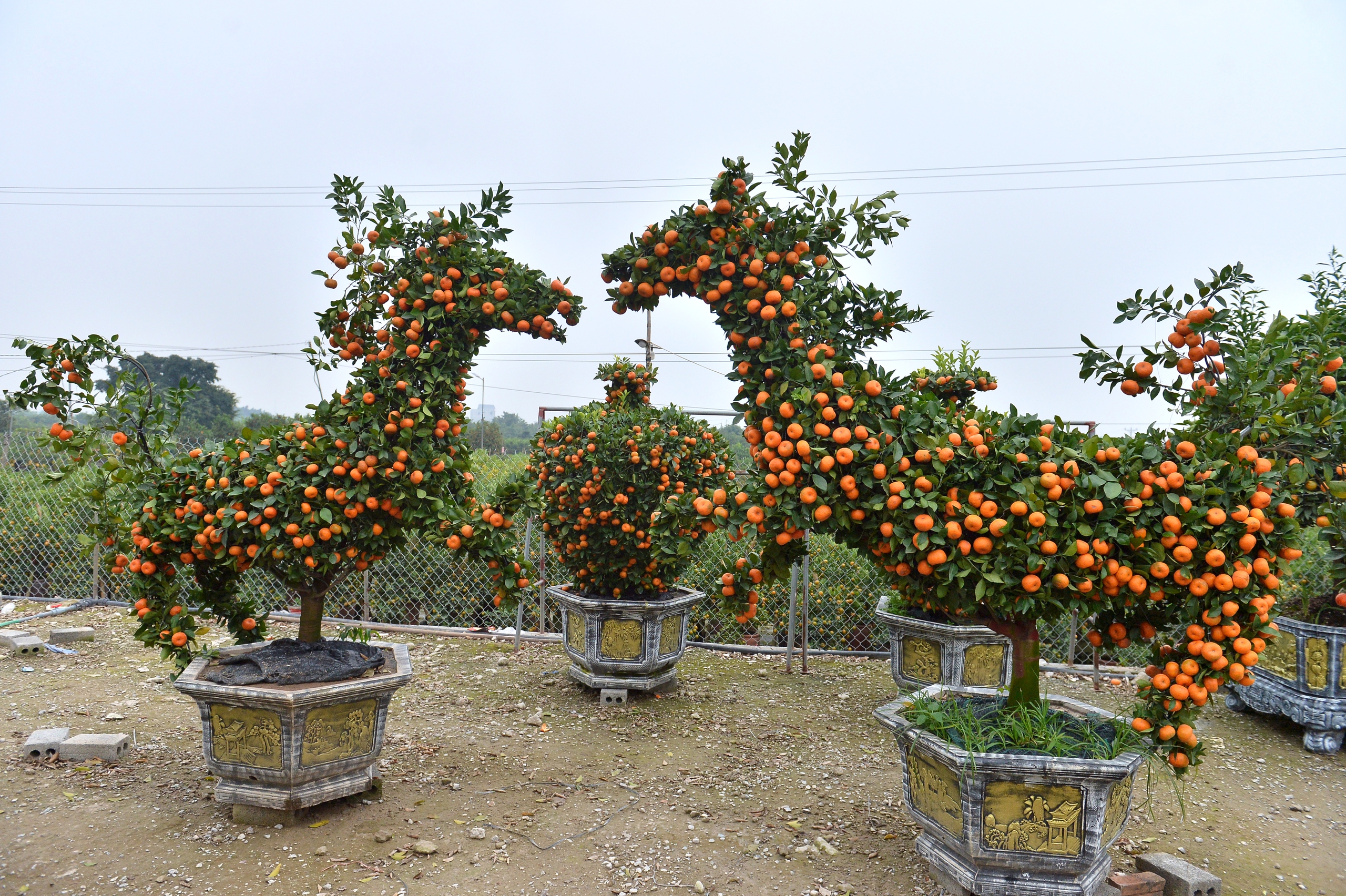 Qu&yacute;t h&igrave;nh ngựa gi&aacute; h&agrave;ng chục triệu ở Hưng Y&ecirc;n 'ch&aacute;y h&agrave;ng' trước tết Nguy&ecirc;n đ&aacute;n - Ảnh 2.