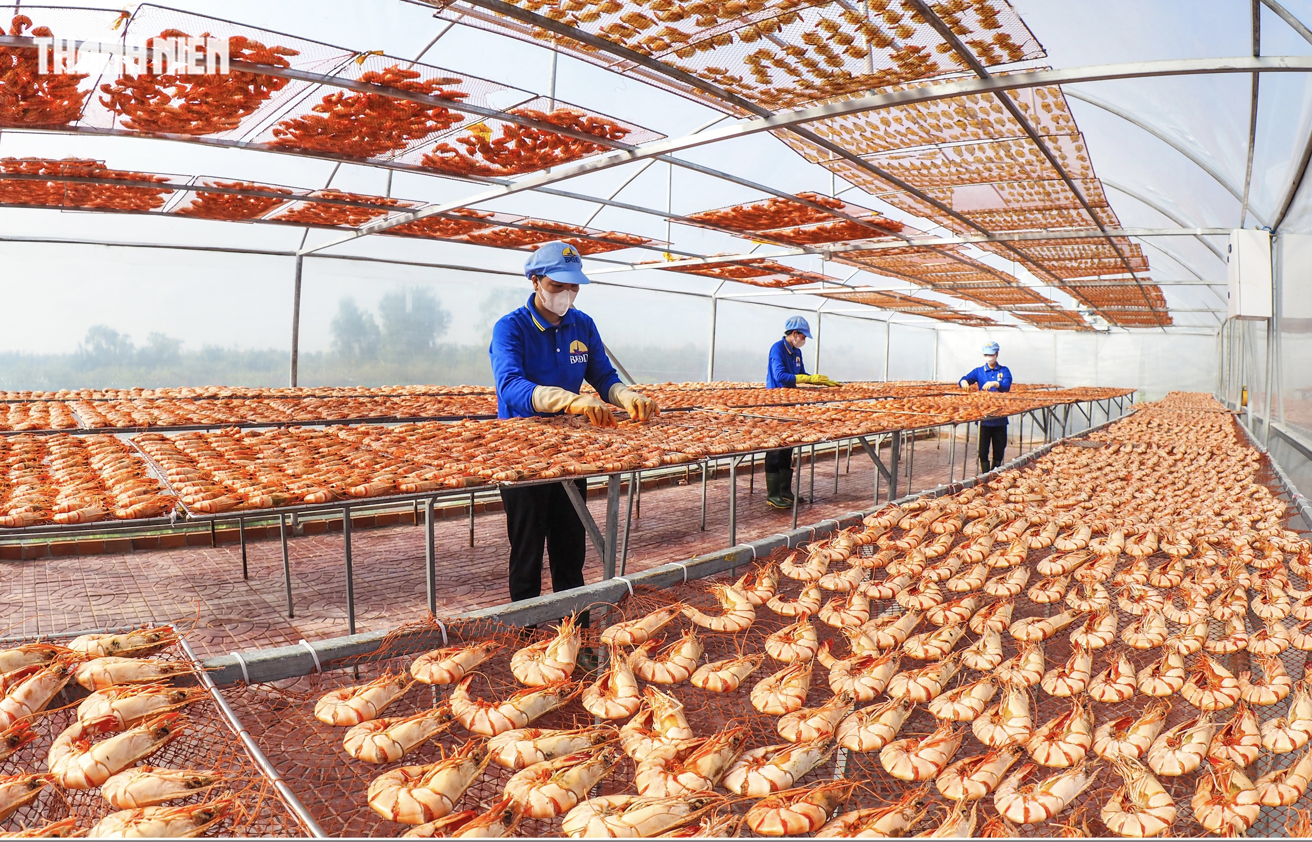 T&ocirc;m s&uacute; kh&ocirc; nguy&ecirc;n vỏ C&agrave; Mau 'ch&aacute;y h&agrave;ng' dịp tết, gi&aacute; 1,5 triệu/kg vẫn h&uacute;t kh&aacute;ch - Ảnh 10.