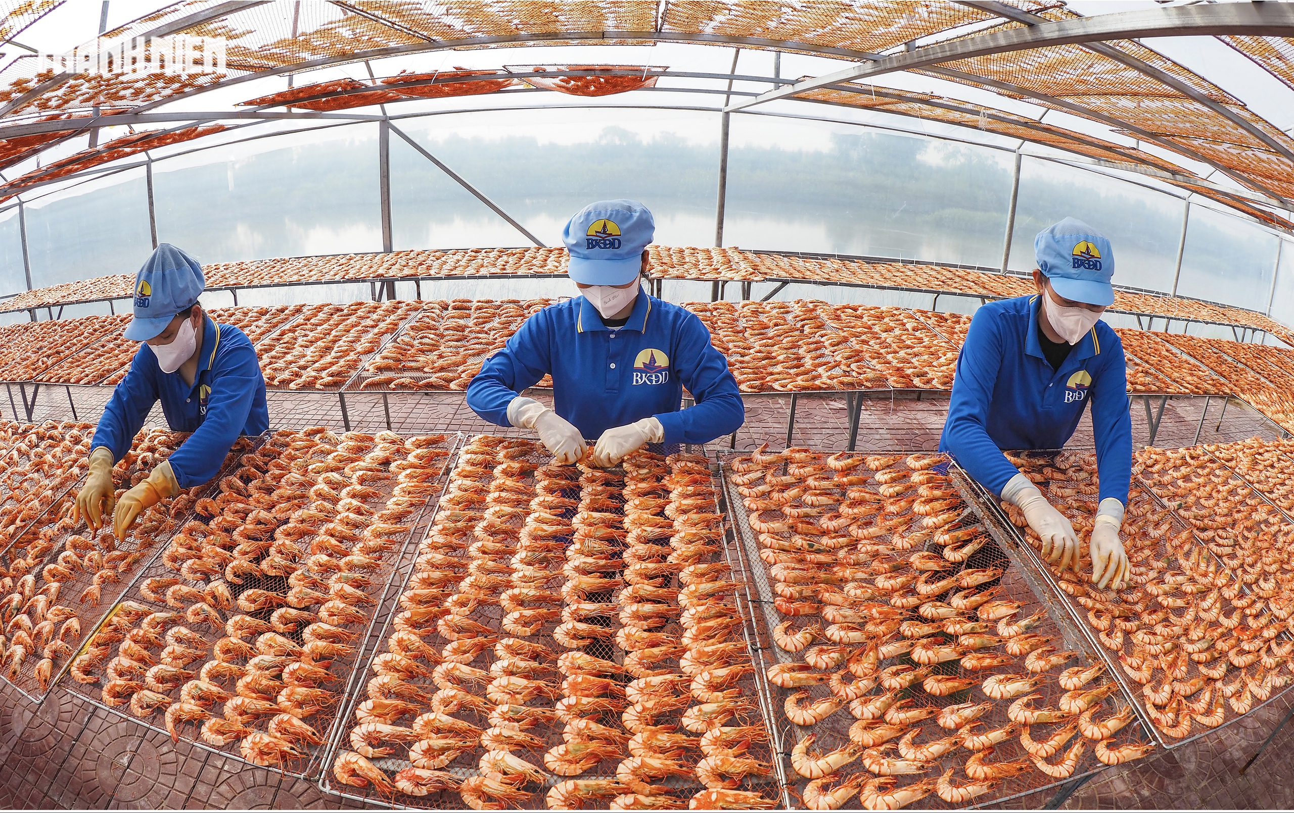 T&ocirc;m s&uacute; kh&ocirc; nguy&ecirc;n vỏ C&agrave; Mau 'ch&aacute;y h&agrave;ng' dịp tết, gi&aacute; 1,5 triệu/kg vẫn h&uacute;t kh&aacute;ch - Ảnh 5.