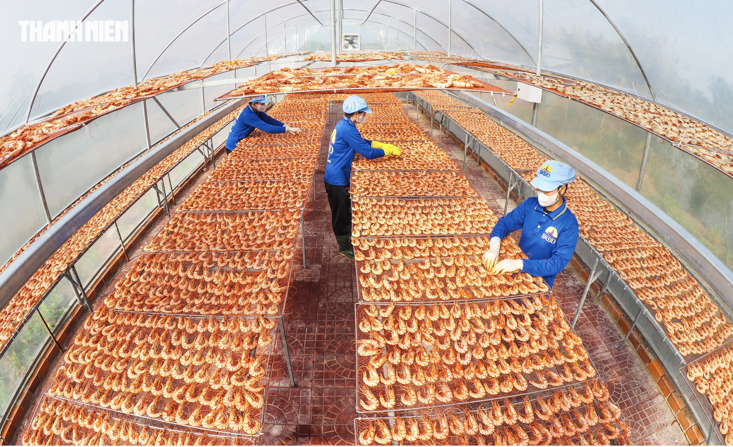 T&ocirc;m s&uacute; kh&ocirc; nguy&ecirc;n vỏ C&agrave; Mau 'ch&aacute;y h&agrave;ng' dịp tết, gi&aacute; 1,5 triệu/kg vẫn h&uacute;t kh&aacute;ch - Ảnh 7.