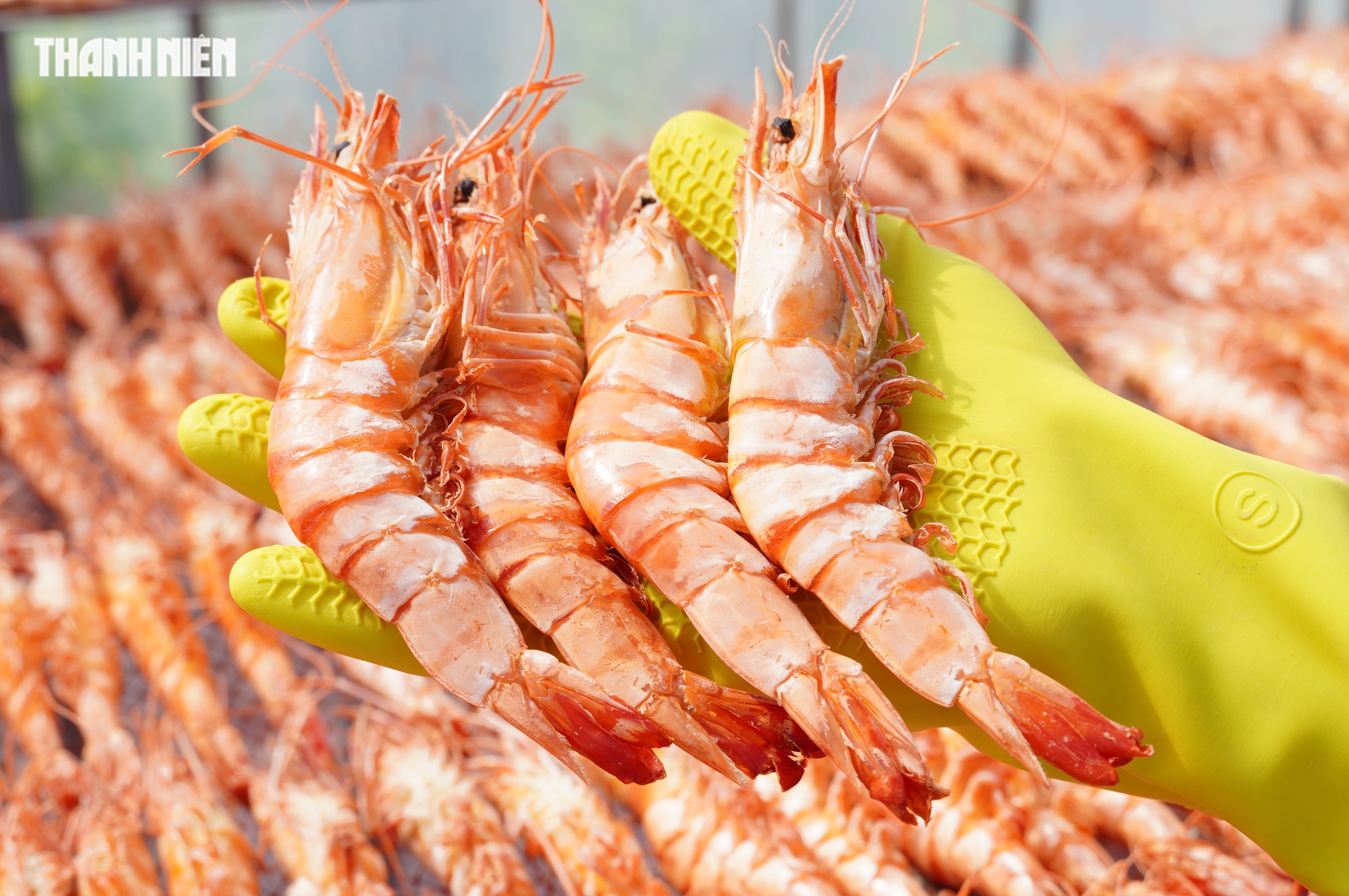 T&ocirc;m s&uacute; kh&ocirc; nguy&ecirc;n vỏ C&agrave; Mau 'ch&aacute;y h&agrave;ng' dịp tết, gi&aacute; 1,5 triệu/kg vẫn h&uacute;t kh&aacute;ch - Ảnh 9.