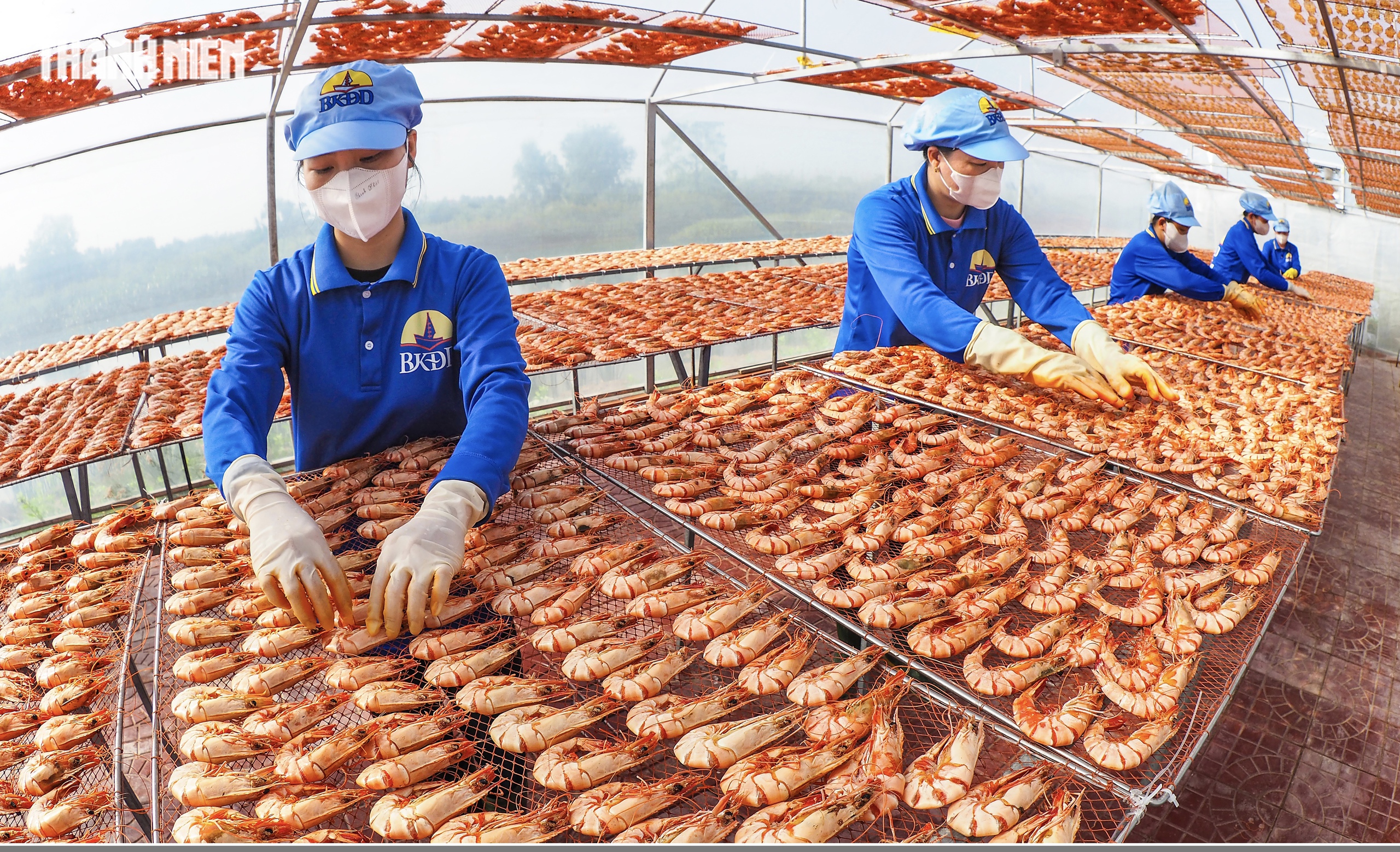 T&ocirc;m s&uacute; kh&ocirc; nguy&ecirc;n vỏ C&agrave; Mau 'ch&aacute;y h&agrave;ng' dịp tết, gi&aacute; 1,5 triệu/kg vẫn h&uacute;t kh&aacute;ch - Ảnh 6.