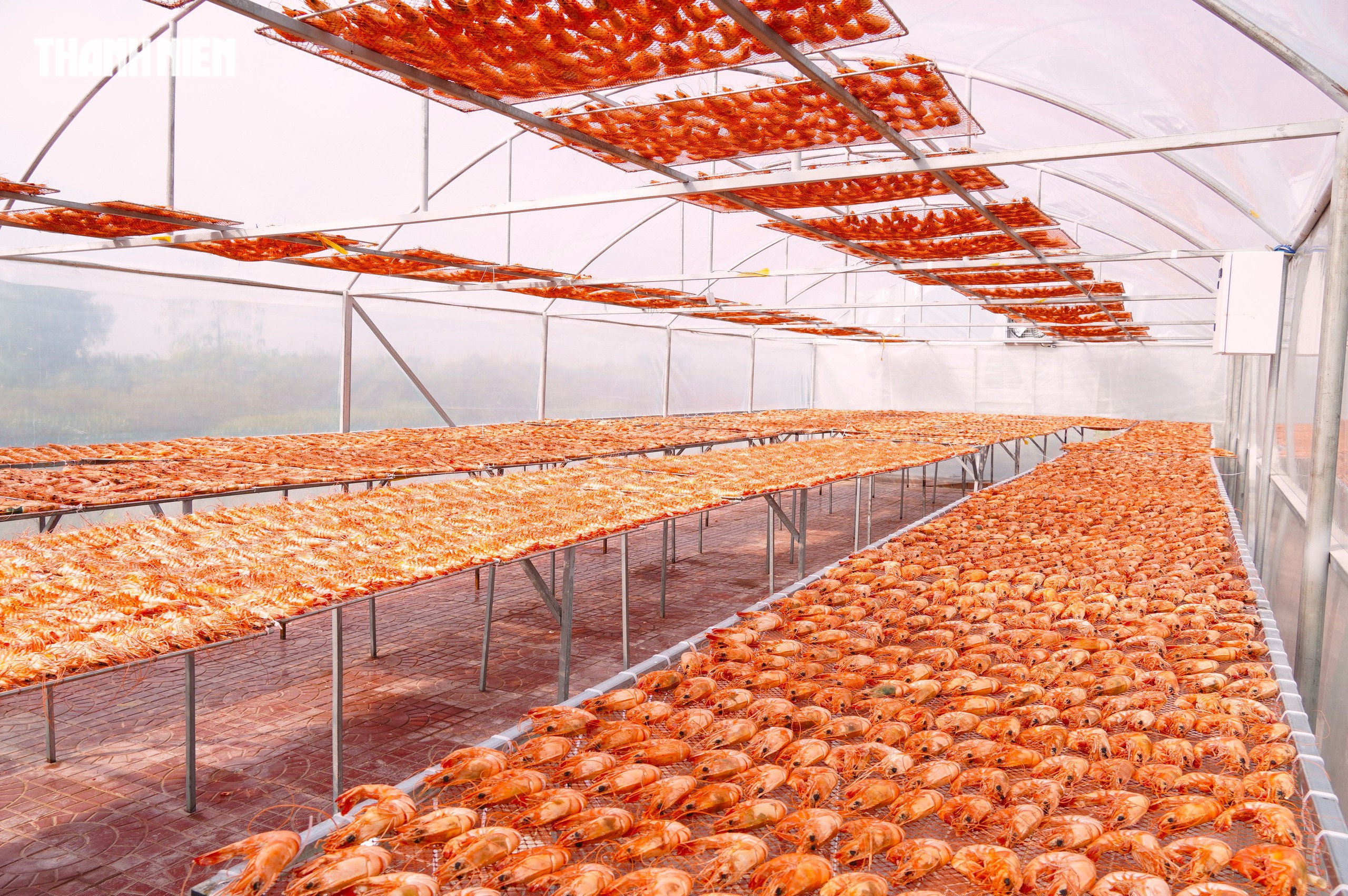 T&ocirc;m s&uacute; kh&ocirc; nguy&ecirc;n vỏ C&agrave; Mau 'ch&aacute;y h&agrave;ng' dịp tết, gi&aacute; 1,5 triệu/kg vẫn h&uacute;t kh&aacute;ch - Ảnh 12.