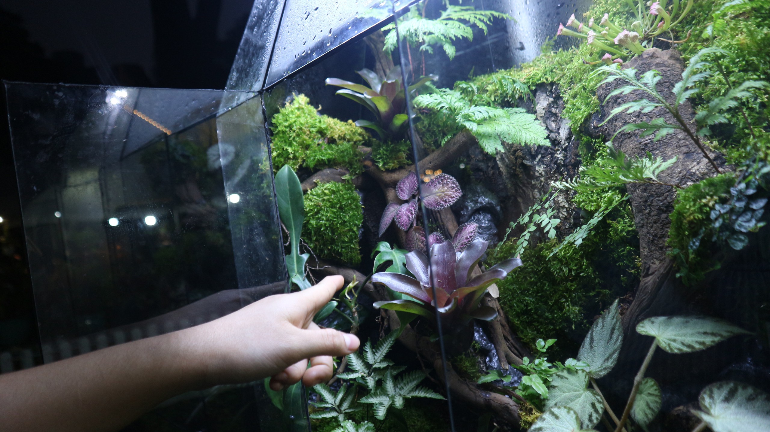 Loại cây nào từng có giá 1 tỉ đồng/lá, nay chỉ còn vài triệu đồng/cây?- Ảnh 2.