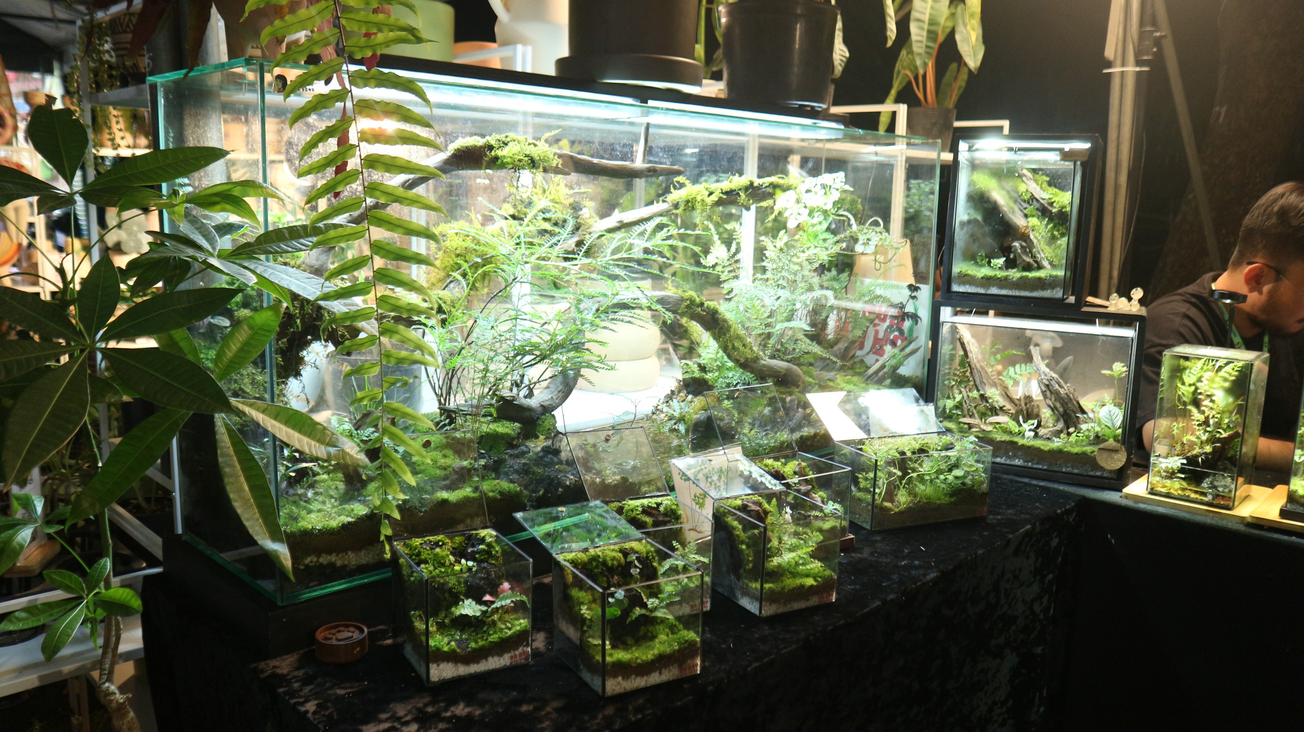 Loại cây nào từng có giá 1 tỉ đồng/lá, nay chỉ còn vài triệu đồng/cây?- Ảnh 5.