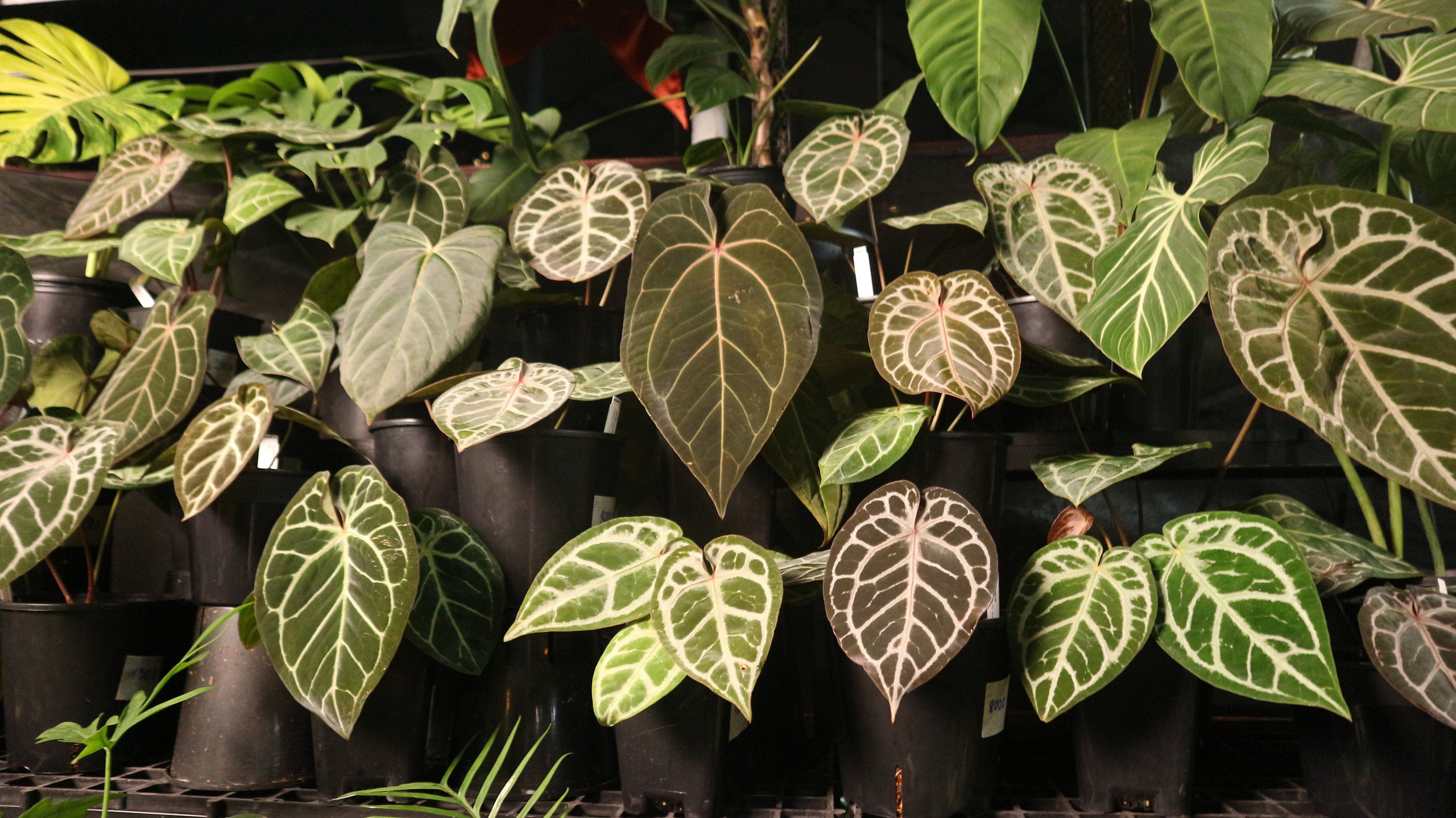 Loại cây nào từng có giá 1 tỉ đồng/lá, nay chỉ còn vài triệu đồng/cây?- Ảnh 6.