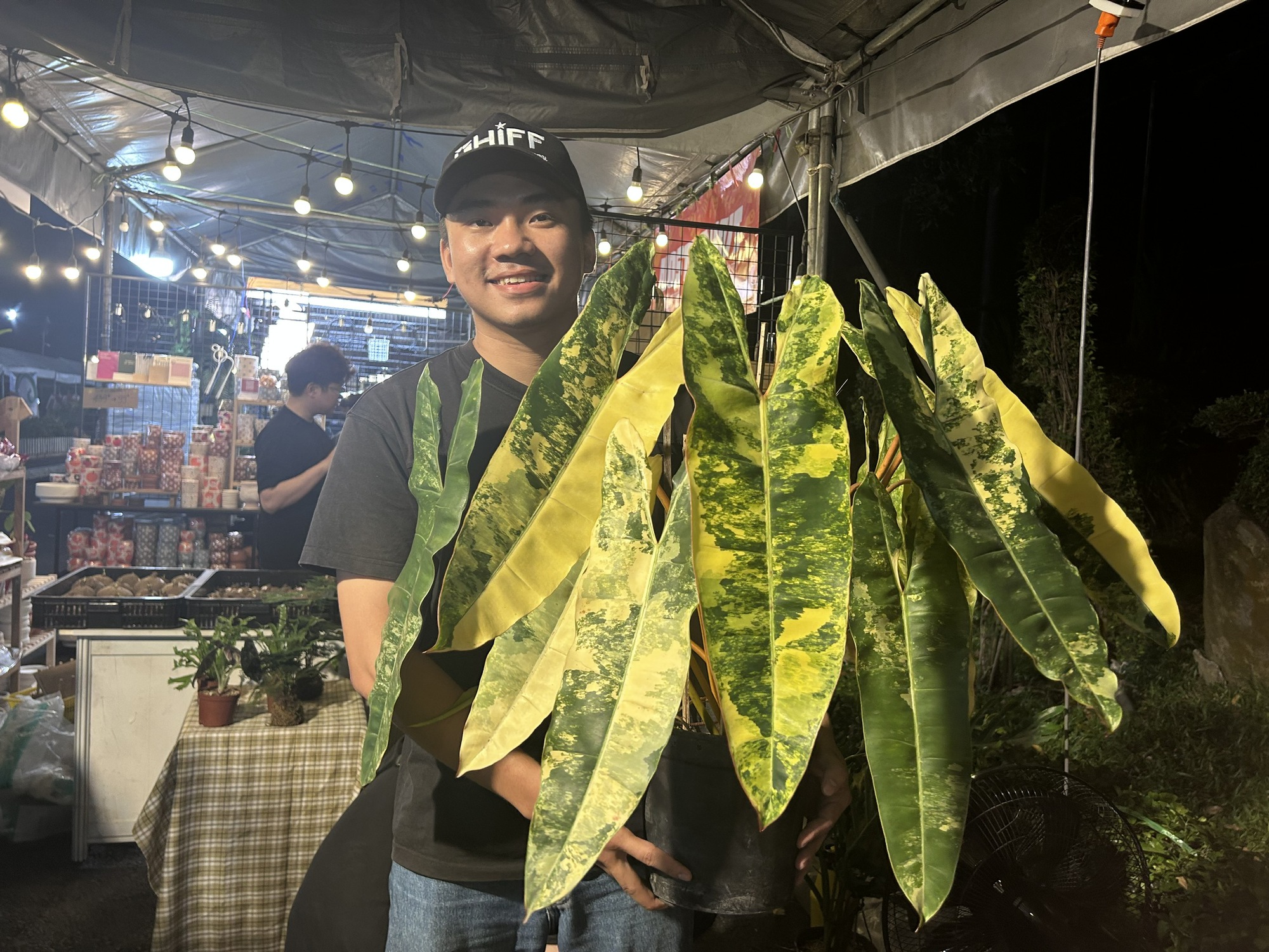 Loại cây nào từng có giá 1 tỉ đồng/lá, nay chỉ còn vài triệu đồng/cây?- Ảnh 1.