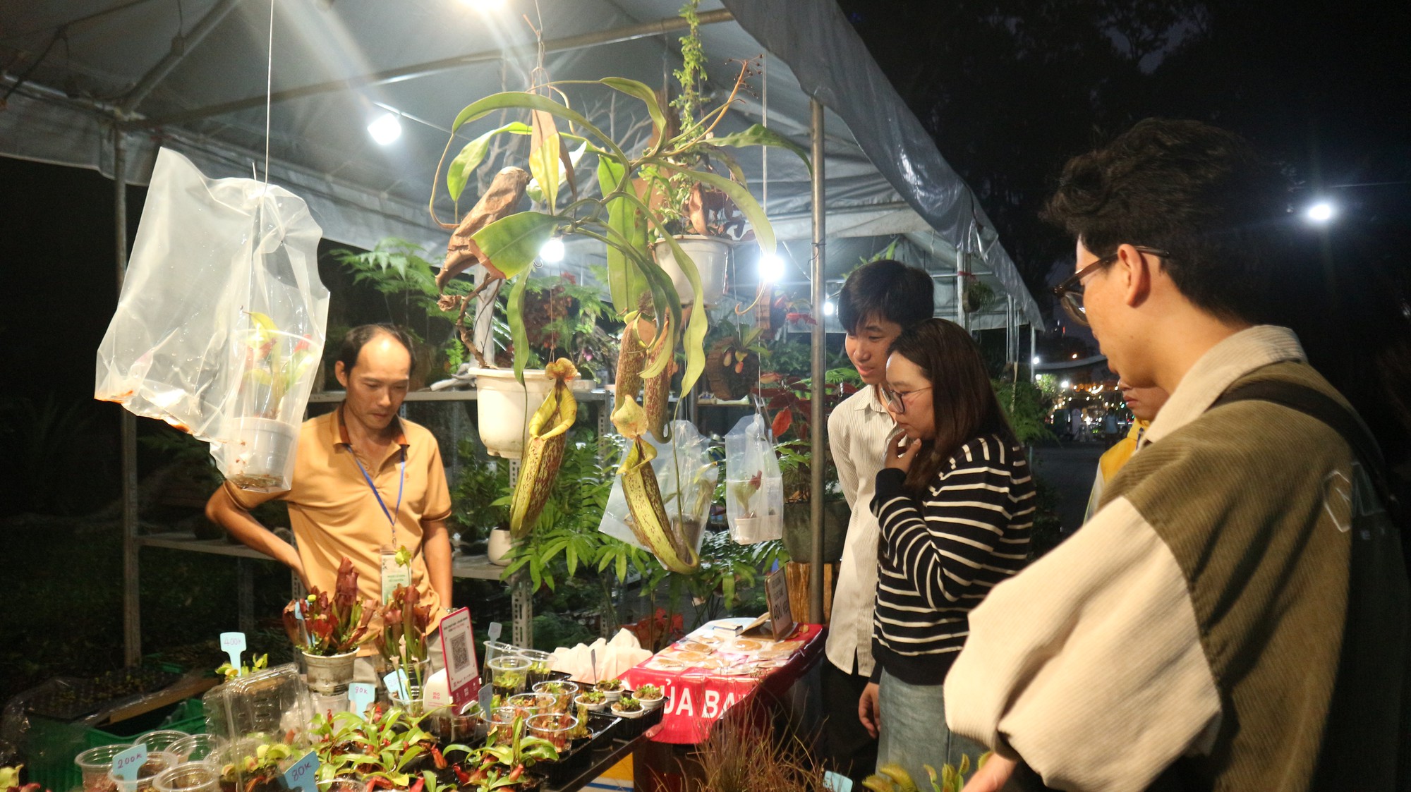 Loại cây nào từng có giá 1 tỉ đồng/lá, nay chỉ còn vài triệu đồng/cây?- Ảnh 7.