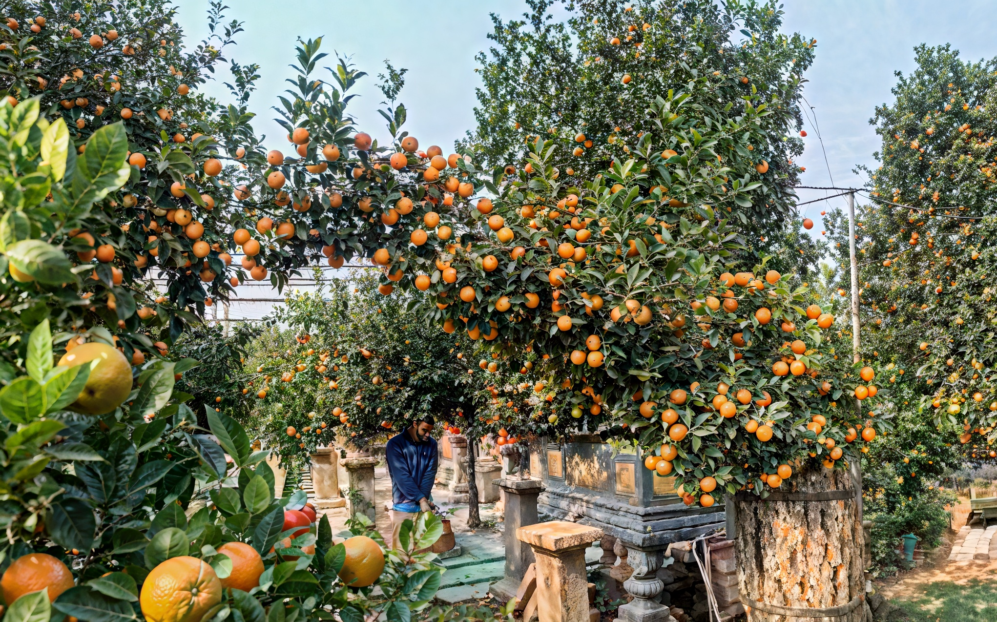 C&acirc;y quất tạo h&igrave;nh ngựa gi&aacute; 30 triệu đồng, mất 7 năm trồng tại H&agrave; Nội- Ảnh 2.