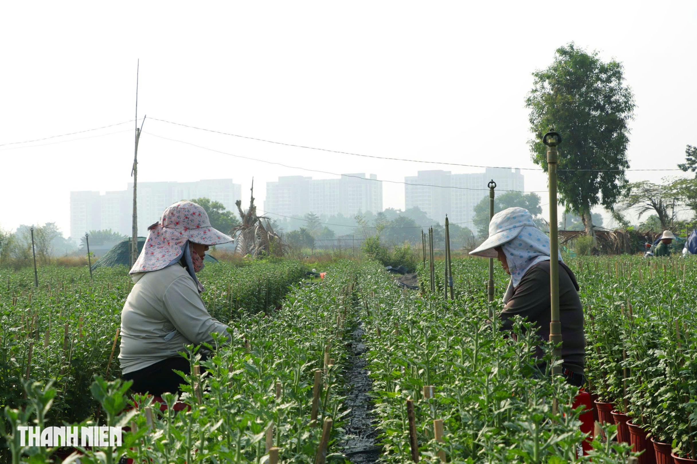 L&agrave;ng hoa lớn nhất TP.HCM tất bật v&agrave;o vụ Tết - Ảnh 6.