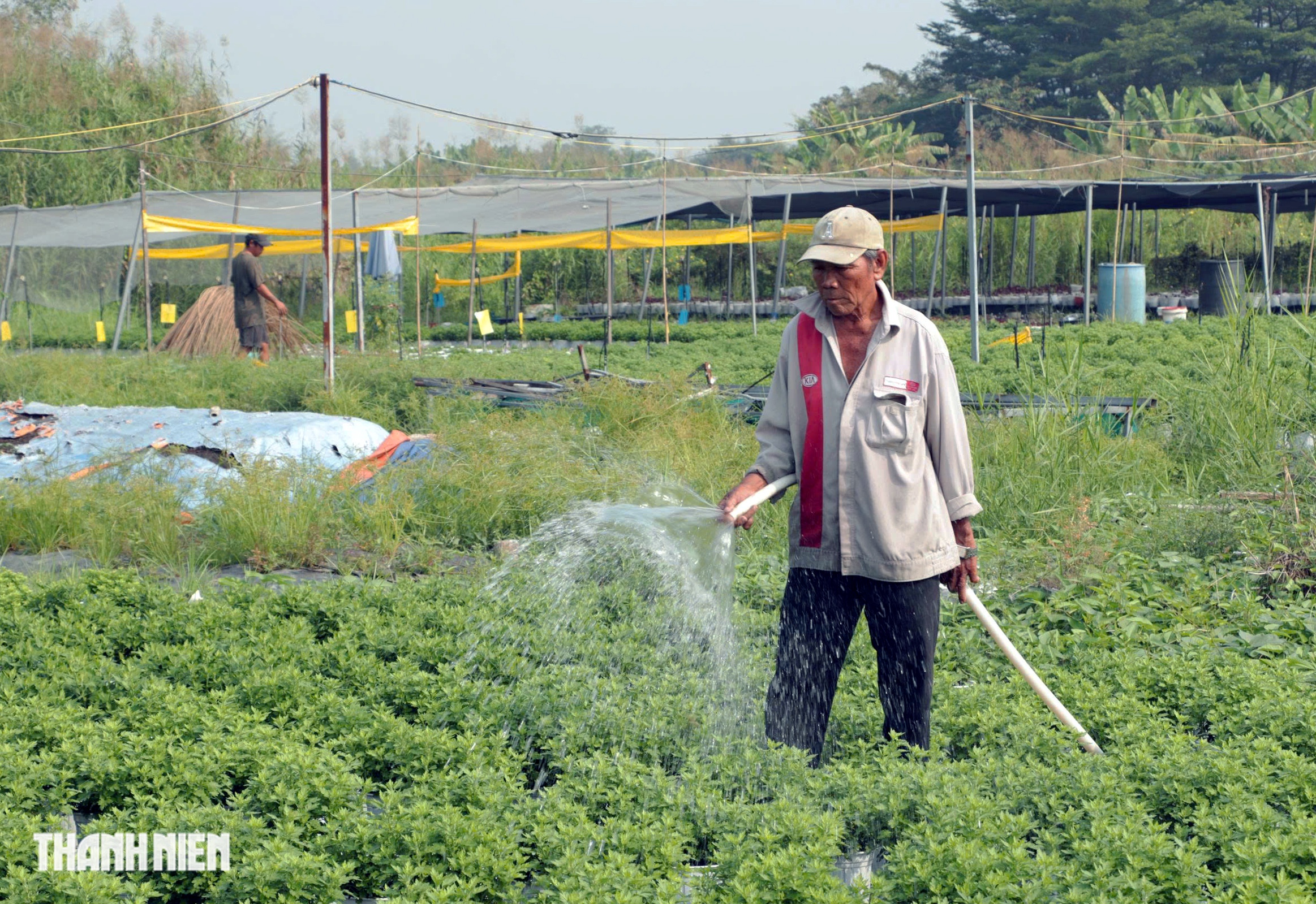 L&agrave;ng hoa lớn nhất TP.HCM tất bật v&agrave;o vụ Tết - Ảnh 4.