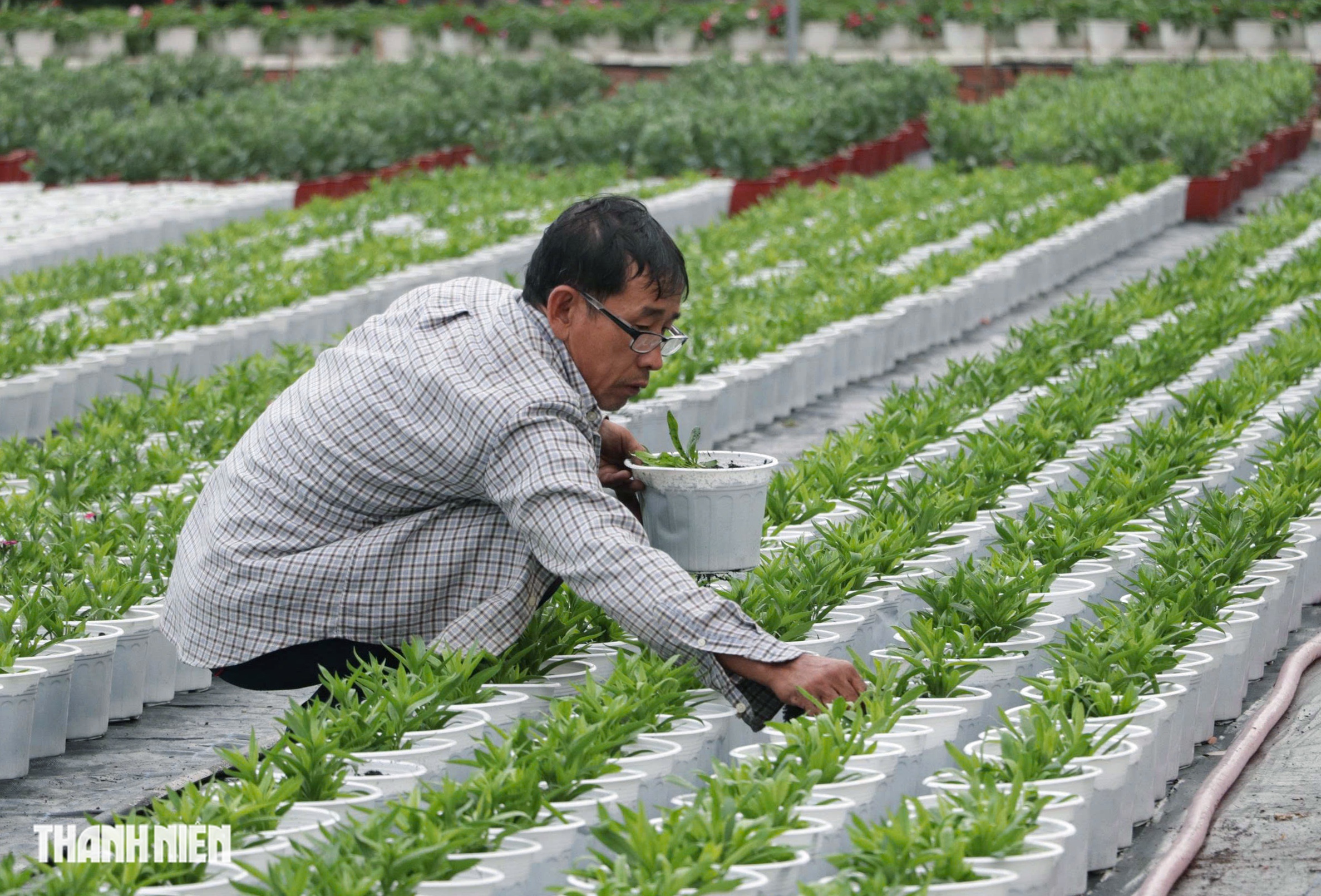 L&agrave;ng hoa lớn nhất TP.HCM tất bật v&agrave;o vụ Tết - Ảnh 7.