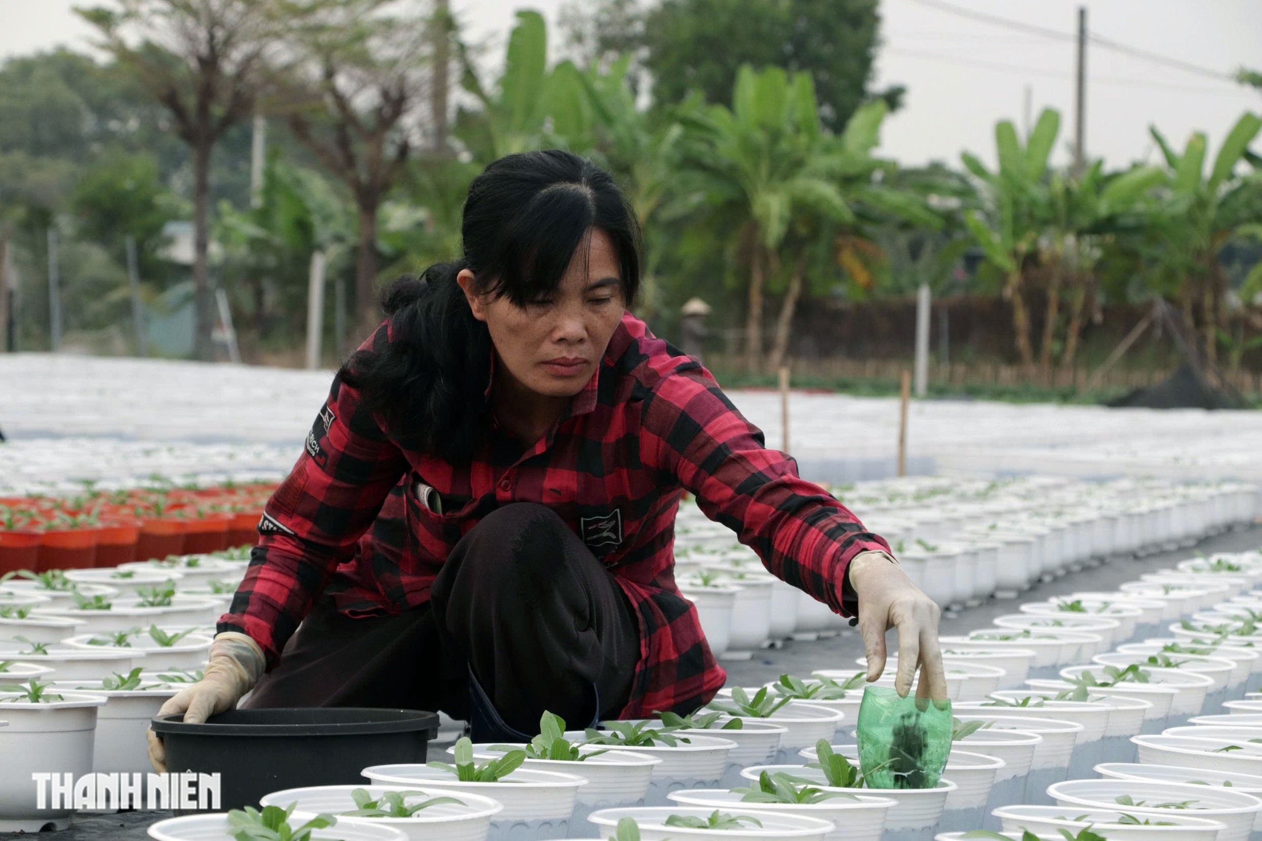 L&agrave;ng hoa lớn nhất TP.HCM tất bật v&agrave;o vụ Tết - Ảnh 6.