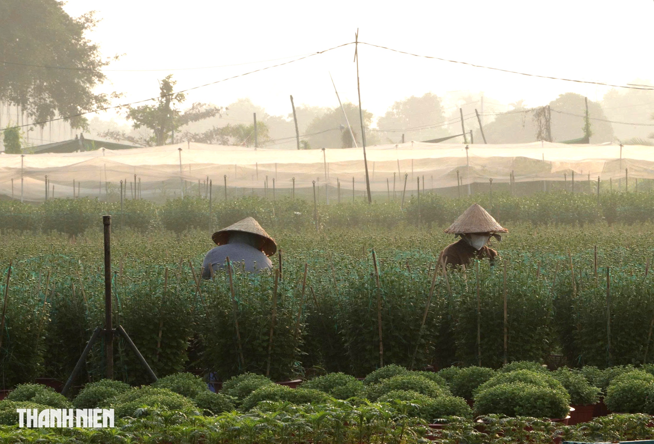 L&agrave;ng hoa lớn nhất TP.HCM tất bật v&agrave;o vụ Tết - Ảnh 1.