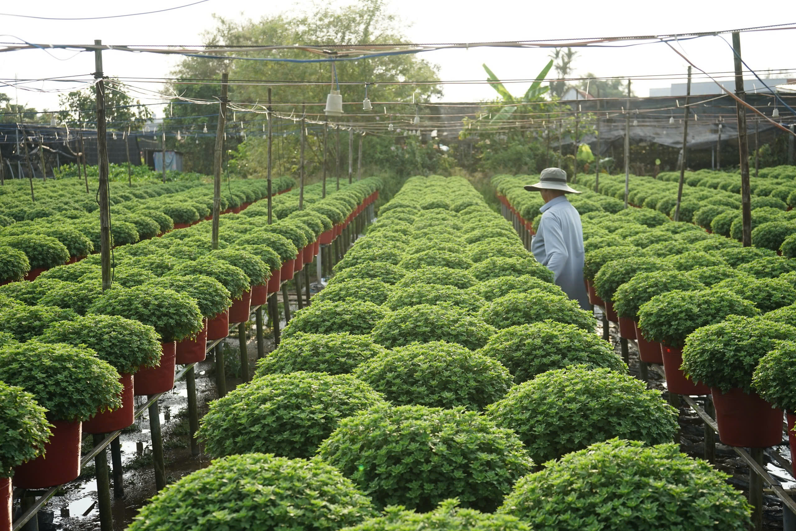 Từ nghề thuần n&ocirc;ng đến di sản quốc gia- Ảnh 2.