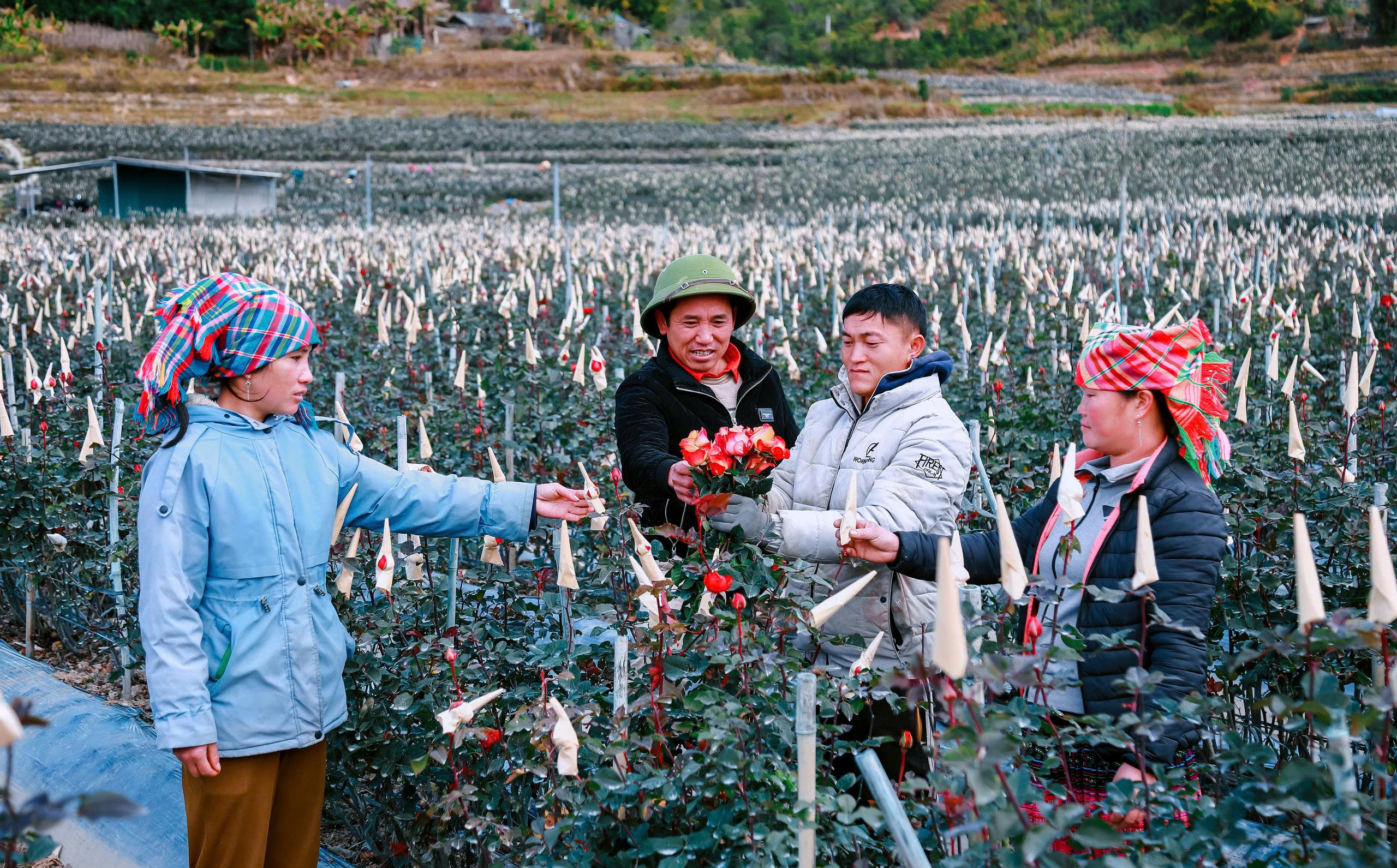 Hoa hồng nở tr&ecirc;n non cao P&uacute;ng Lu&ocirc;ng- Ảnh 3.