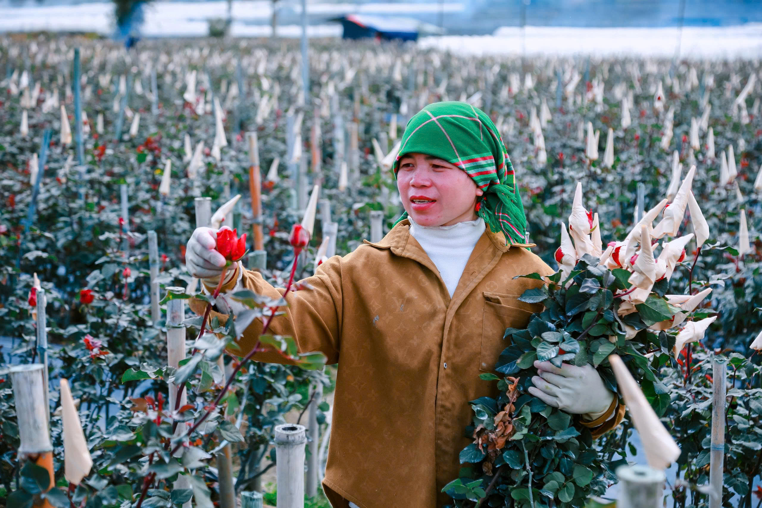 Hoa hồng nở tr&ecirc;n non cao P&uacute;ng Lu&ocirc;ng- Ảnh 1.