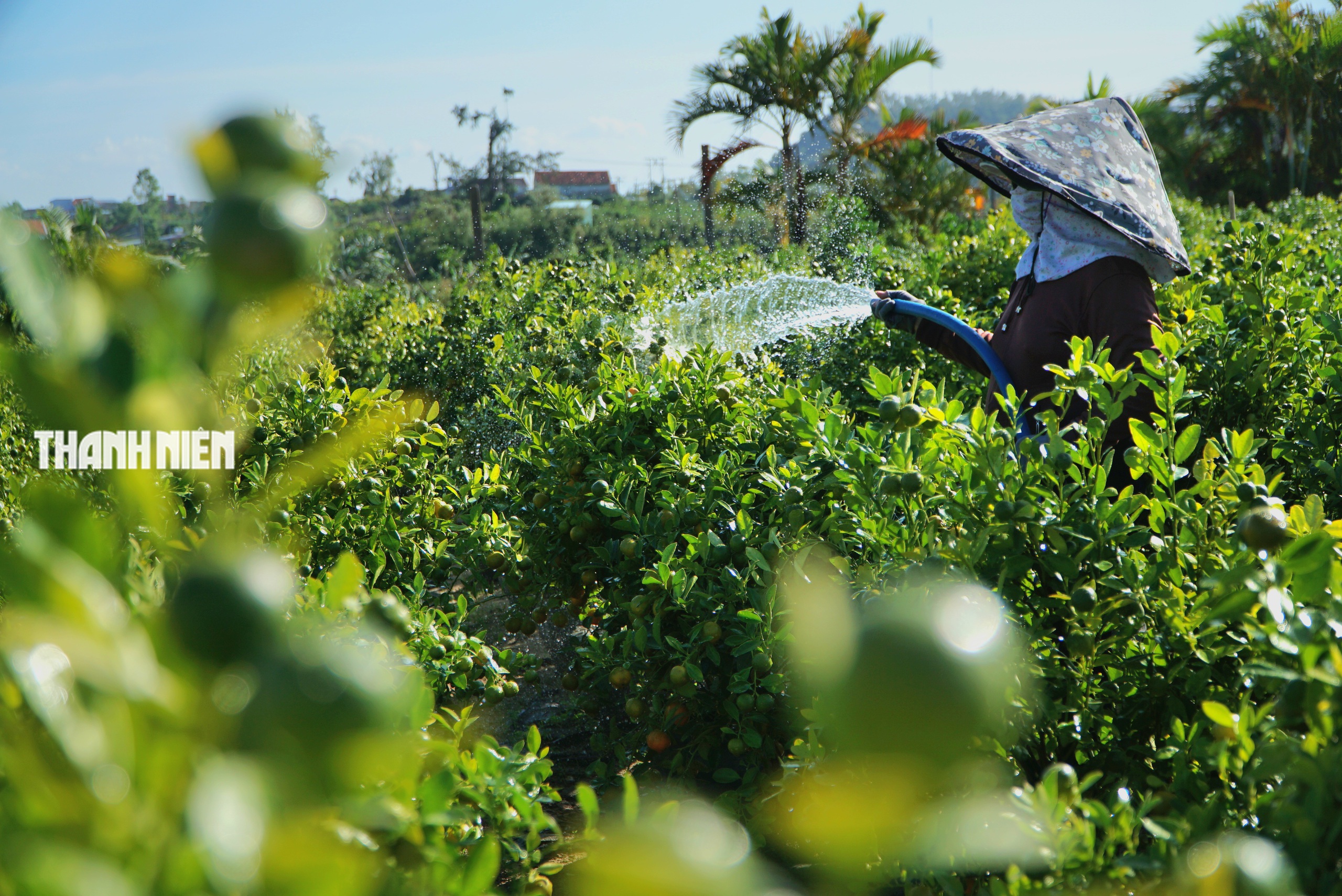 Làng quất cảnh bên phố Tuy Hòa: Chăm sóc cho trái trĩu cành, vui Tết Bính Ngọ - Ảnh 8.
