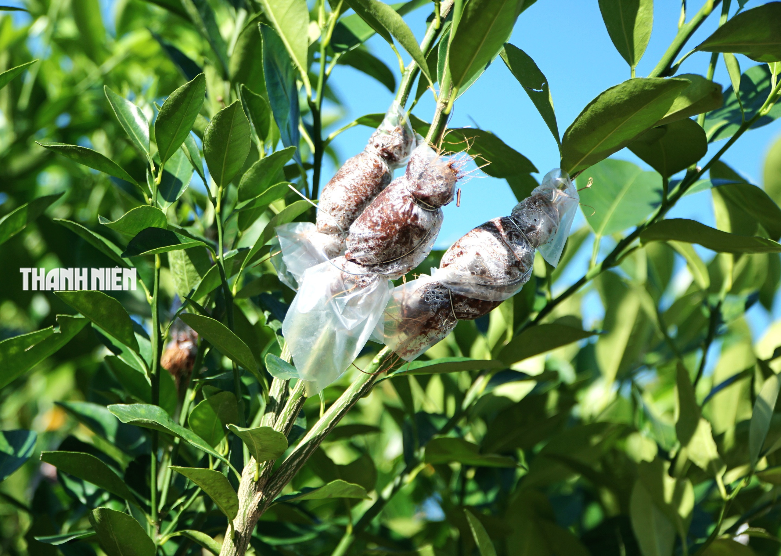 Làng quất cảnh bên phố Tuy Hòa: Chăm sóc cho trái trĩu cành, vui Tết Bính Ngọ - Ảnh 7.