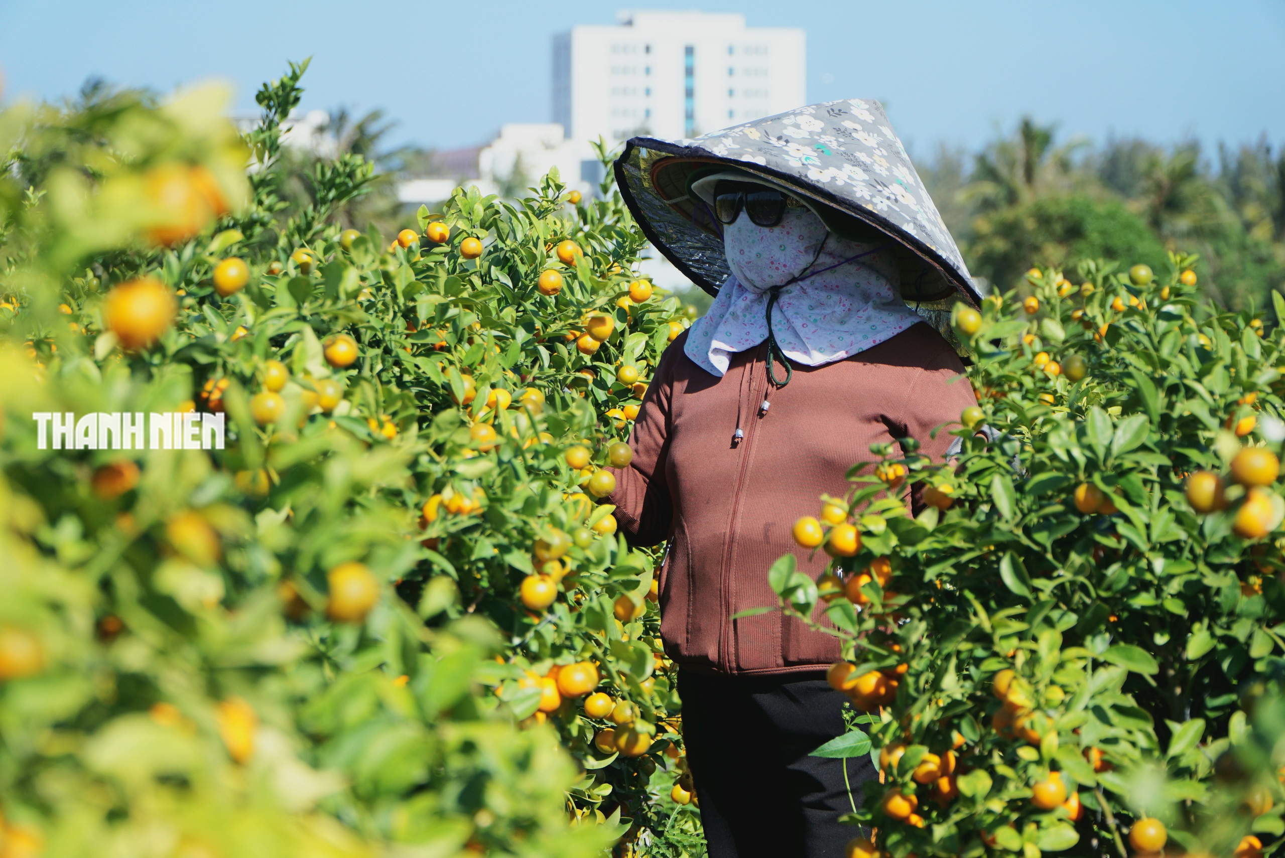 Làng quất cảnh bên phố Tuy Hòa: Chăm sóc cho trái trĩu cành, vui Tết Bính Ngọ - Ảnh 2.
