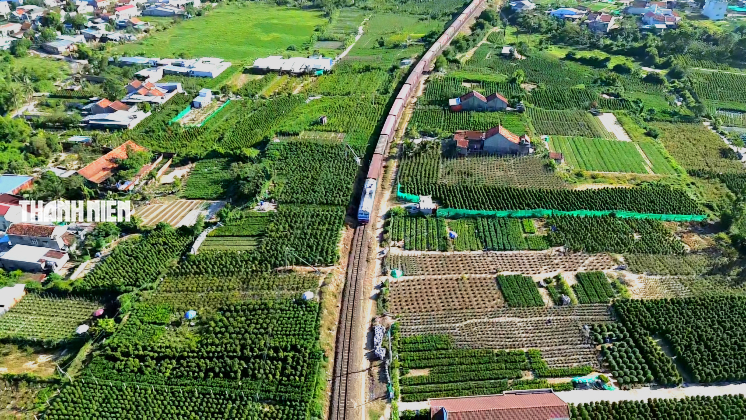 Làng quất cảnh bên phố Tuy Hòa: Chăm sóc cho trái trĩu cành, vui Tết Bính Ngọ - Ảnh 1.