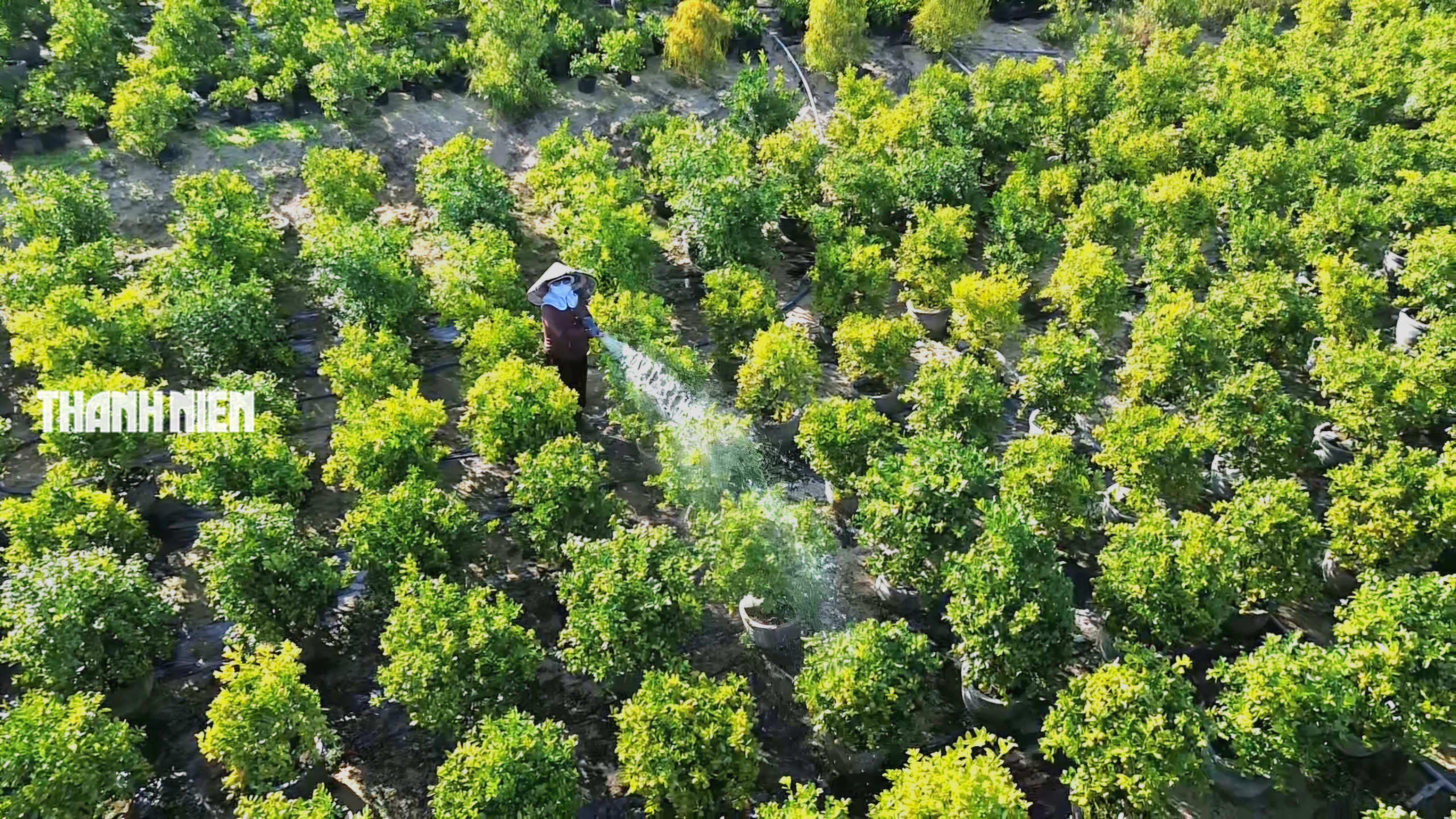 Làng quất cảnh bên phố Tuy Hòa: Chăm sóc cho trái trĩu cành, vui Tết Bính Ngọ - Ảnh 4.