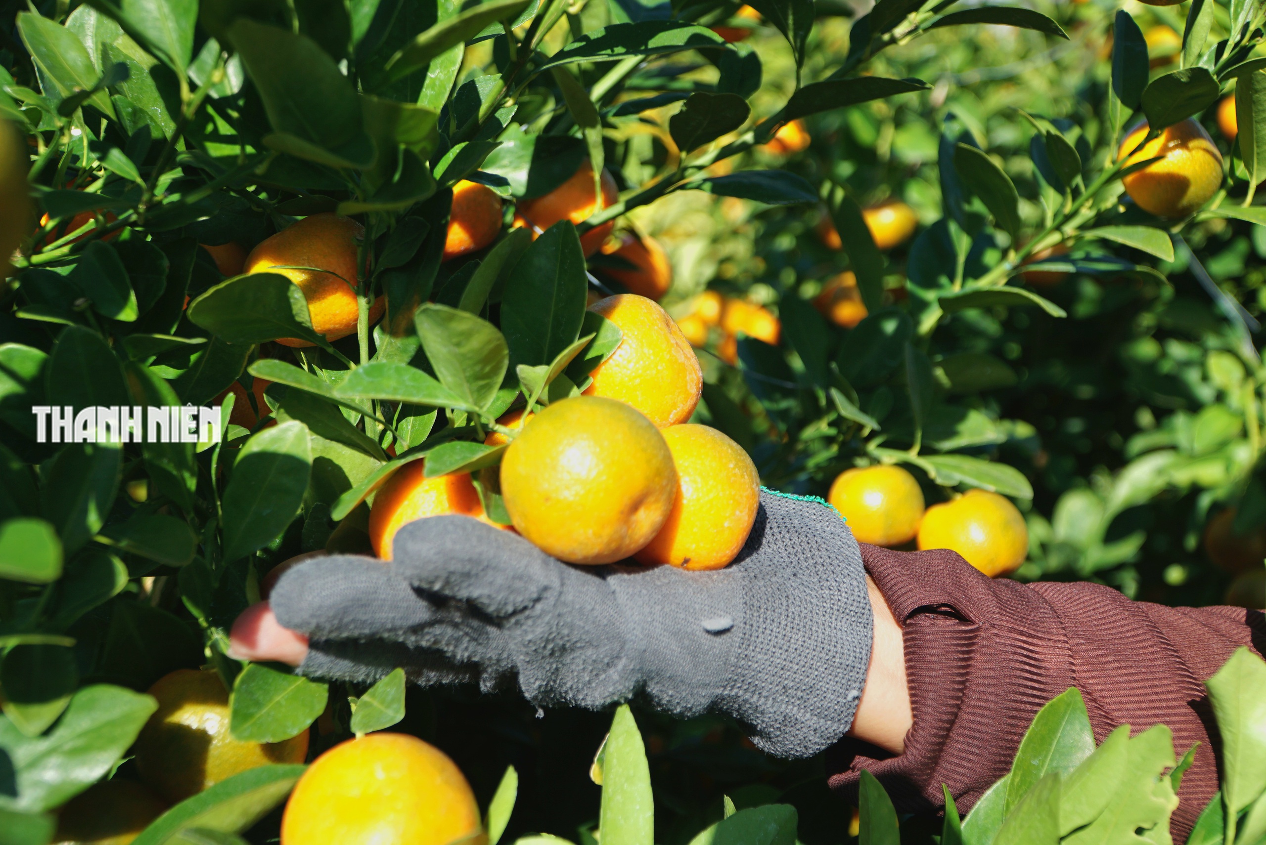 Làng quất cảnh bên phố Tuy Hòa: Chăm sóc cho trái trĩu cành, vui Tết Bính Ngọ - Ảnh 6.