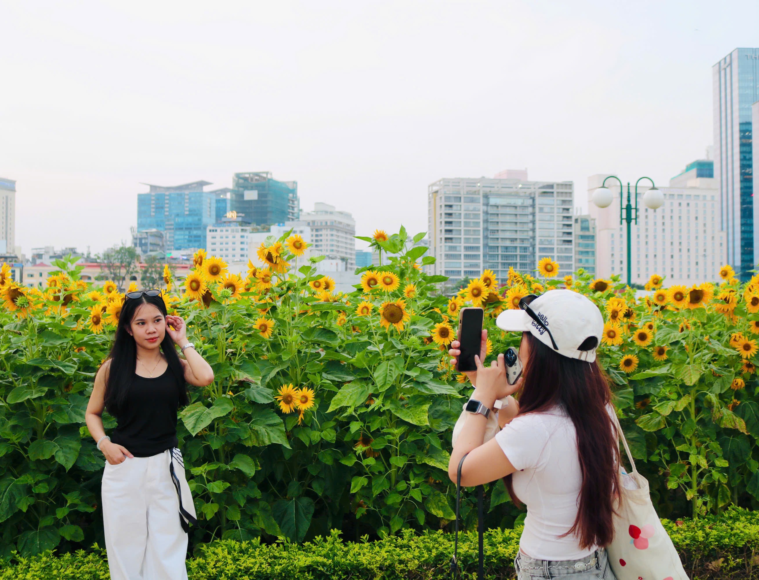 Hoa hướng dương bung nở giữa th&agrave;nh phố, nhiều người t&igrave;m đến chụp ảnh dịp đầu năm - Ảnh 10.