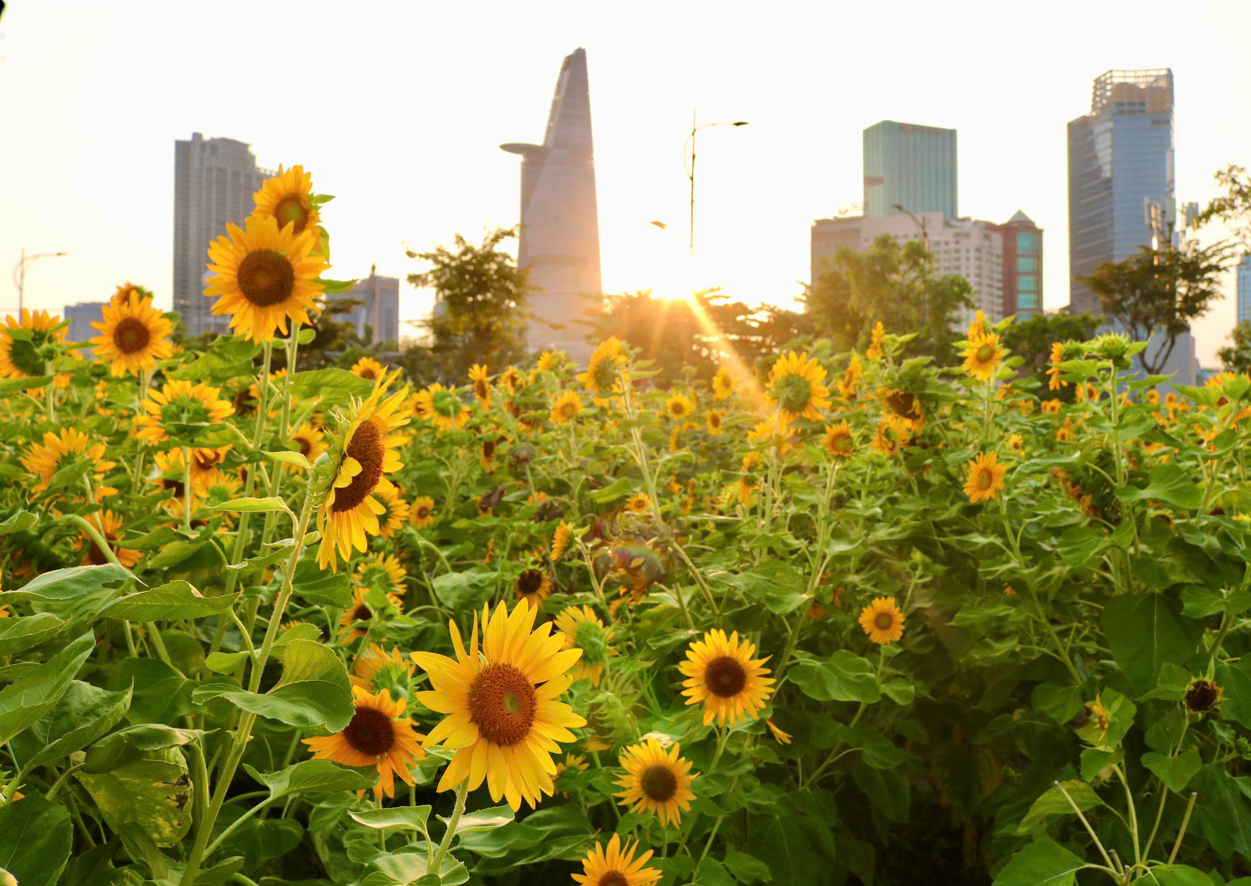 Hoa hướng dương bung nở giữa th&agrave;nh phố, nhiều người t&igrave;m đến chụp ảnh dịp đầu năm - Ảnh 7.