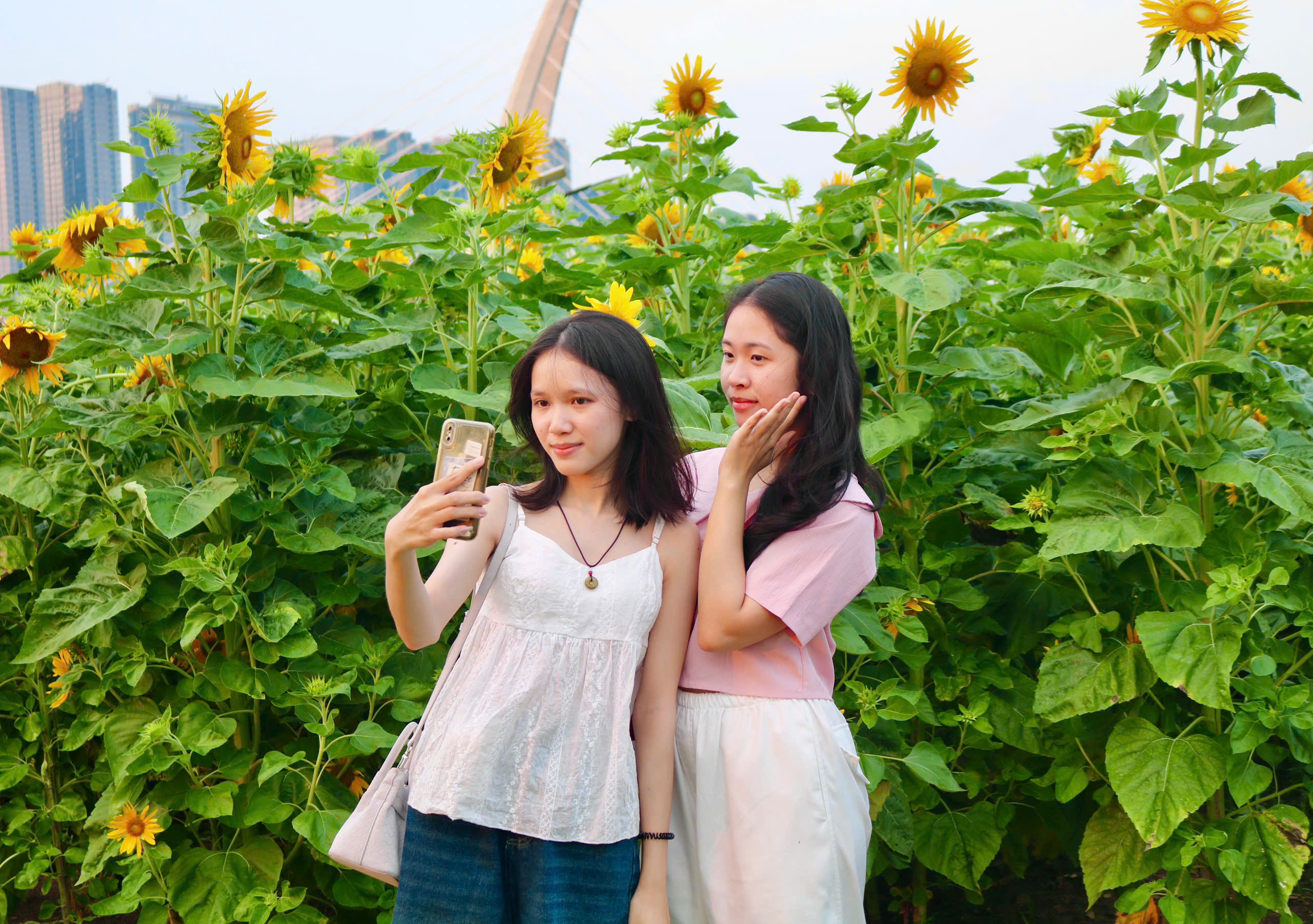 Hoa hướng dương bung nở giữa th&agrave;nh phố, nhiều người t&igrave;m đến chụp ảnh dịp đầu năm - Ảnh 12.