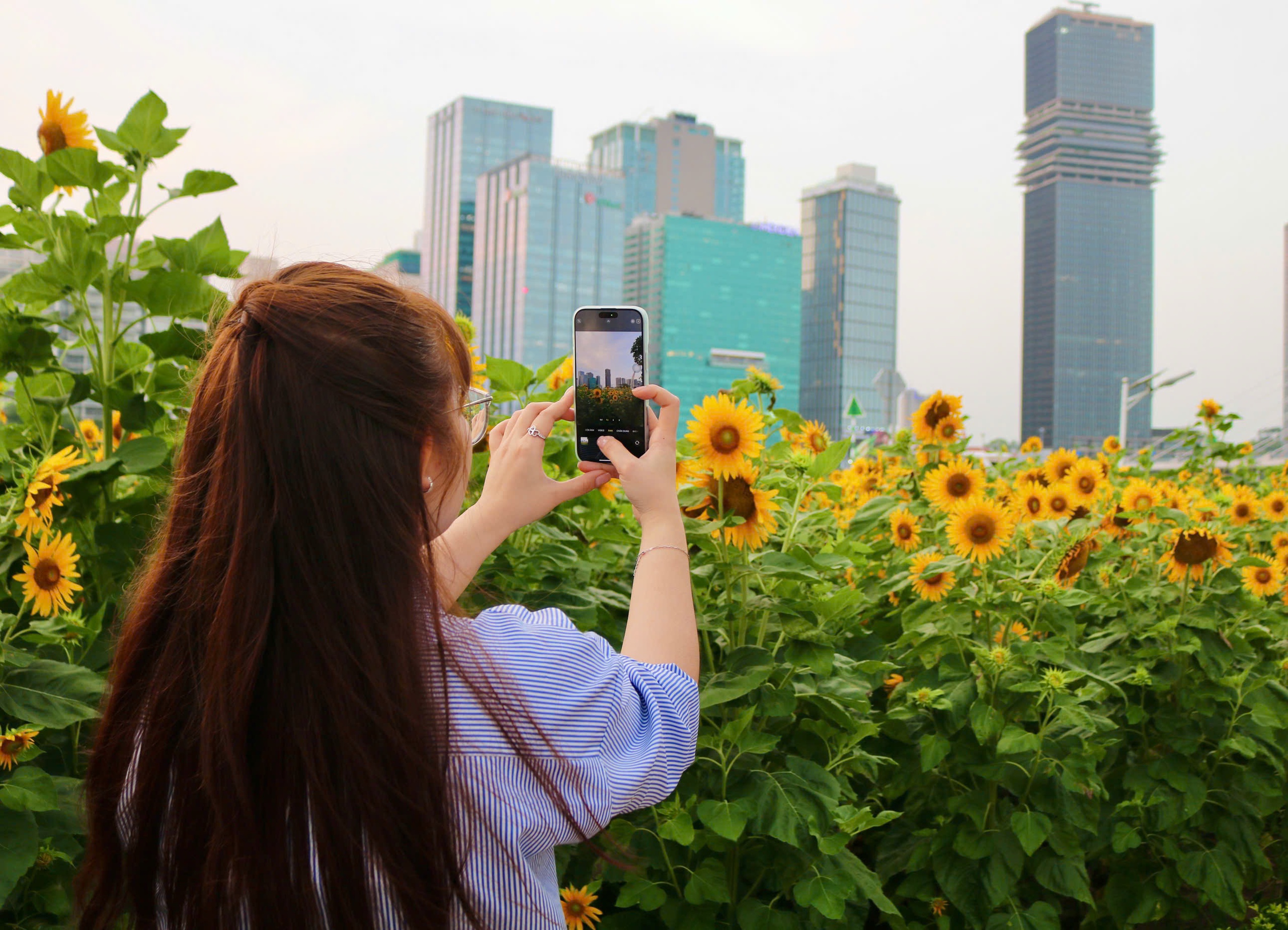 Hoa hướng dương bung nở giữa th&agrave;nh phố, nhiều người t&igrave;m đến chụp ảnh dịp đầu năm - Ảnh 9.