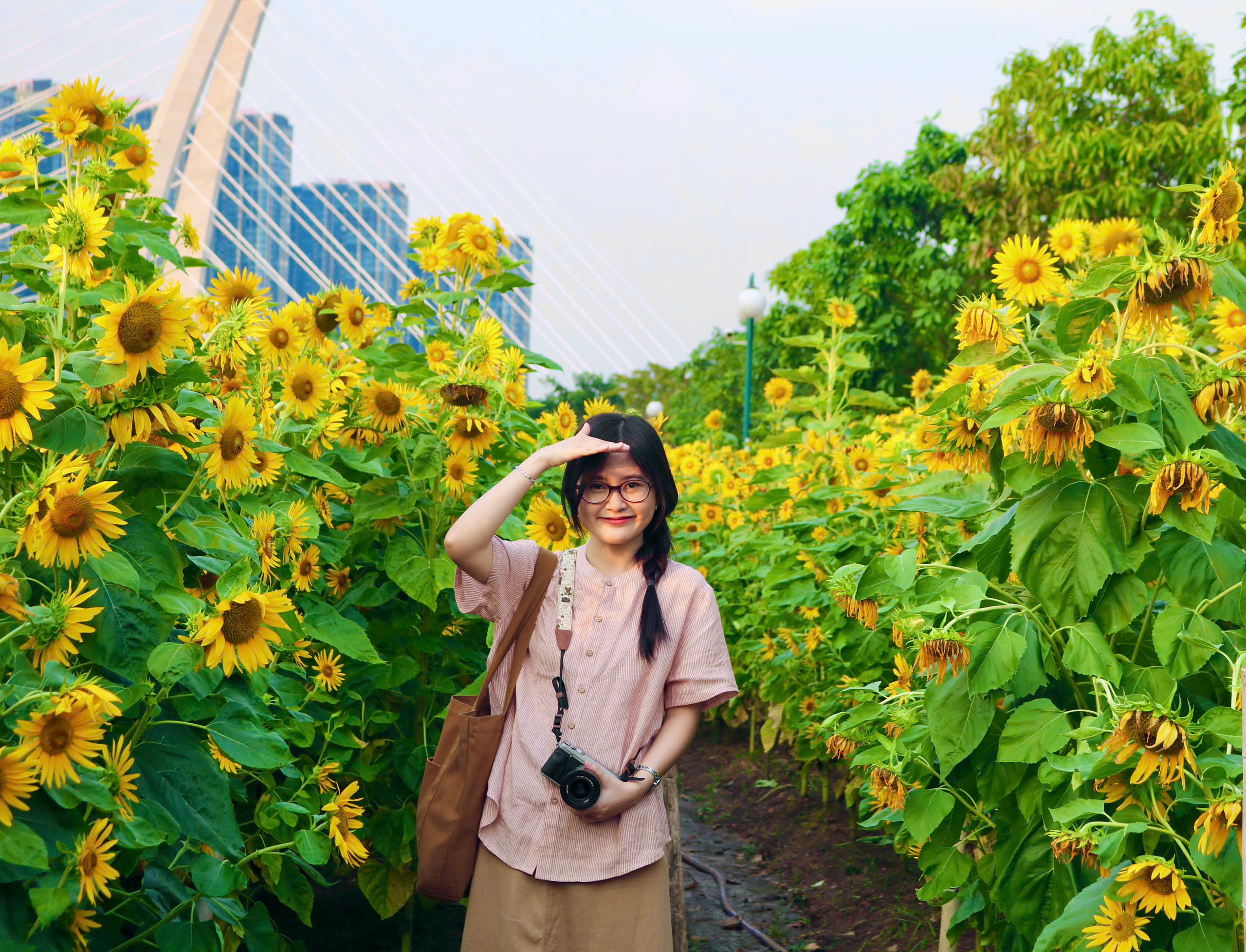 Hoa hướng dương bung nở giữa th&agrave;nh phố, nhiều người t&igrave;m đến chụp ảnh dịp đầu năm - Ảnh 6.