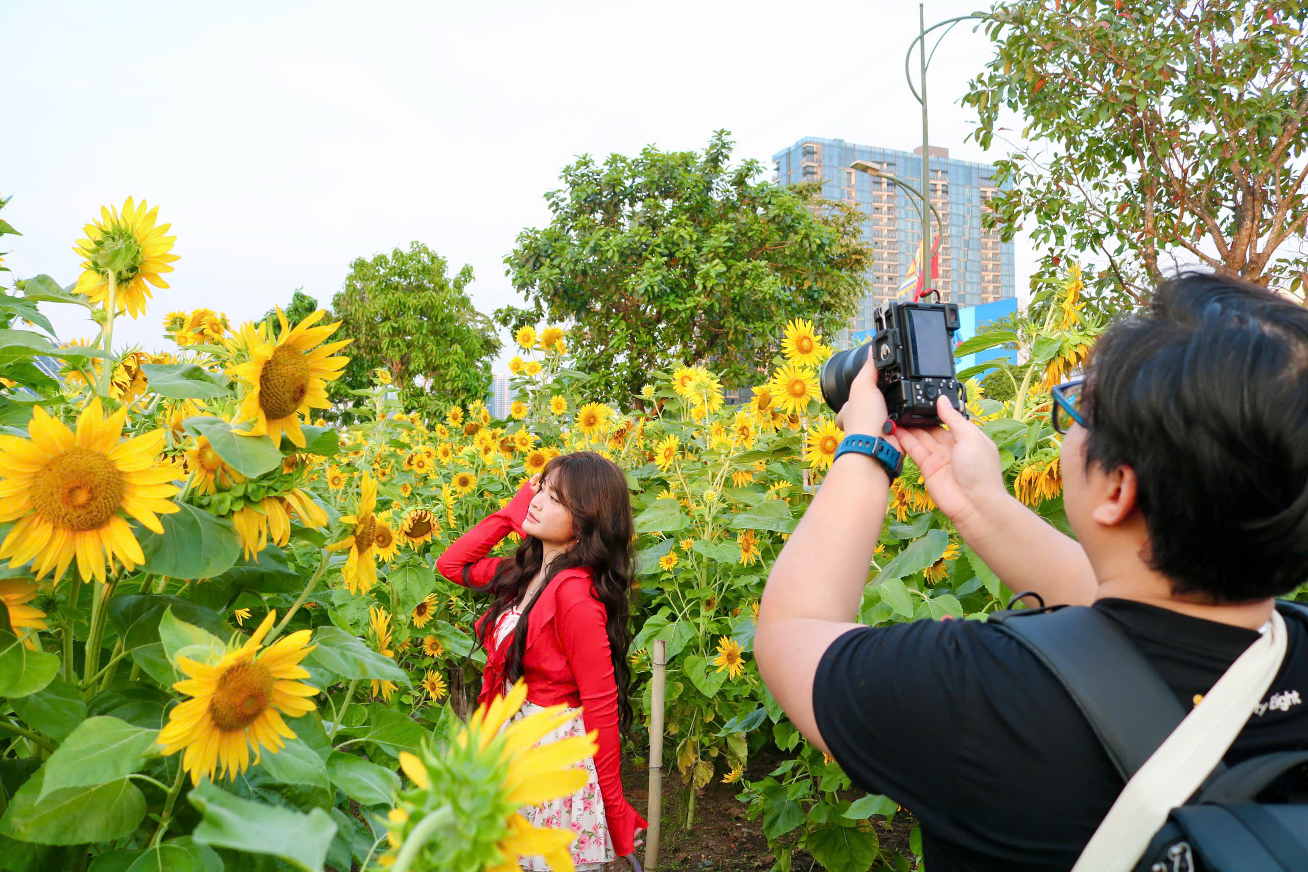 Hoa hướng dương bung nở giữa th&agrave;nh phố, nhiều người t&igrave;m đến chụp ảnh dịp đầu năm - Ảnh 1.