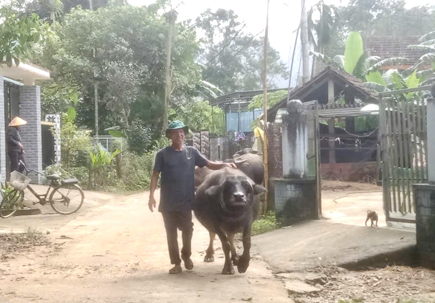 Con trâu sừng mọc ngược hiếm gặp, ôm trọn gương mặt như vòng cổ