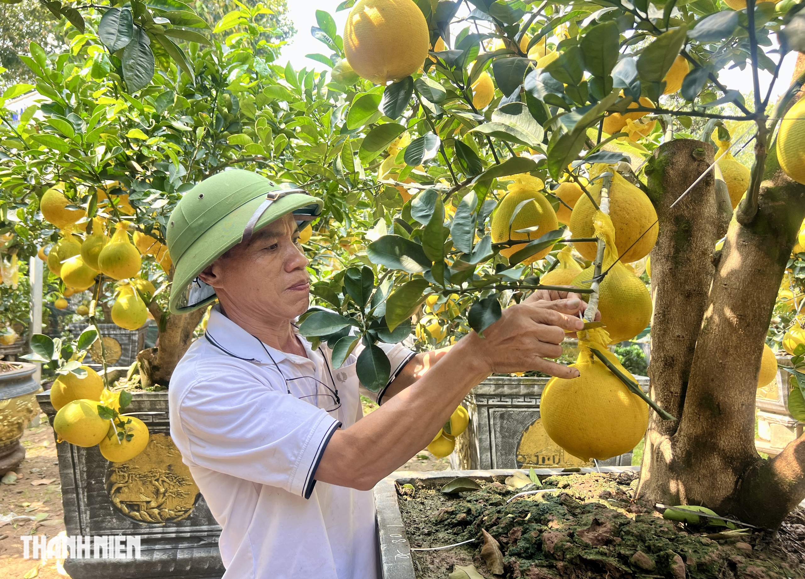 Chợ bưởi Diễn 'nôn' Tết Nguyên đán: Cây vừa vào TP.HCM đã có khách đặt - Ảnh 1.