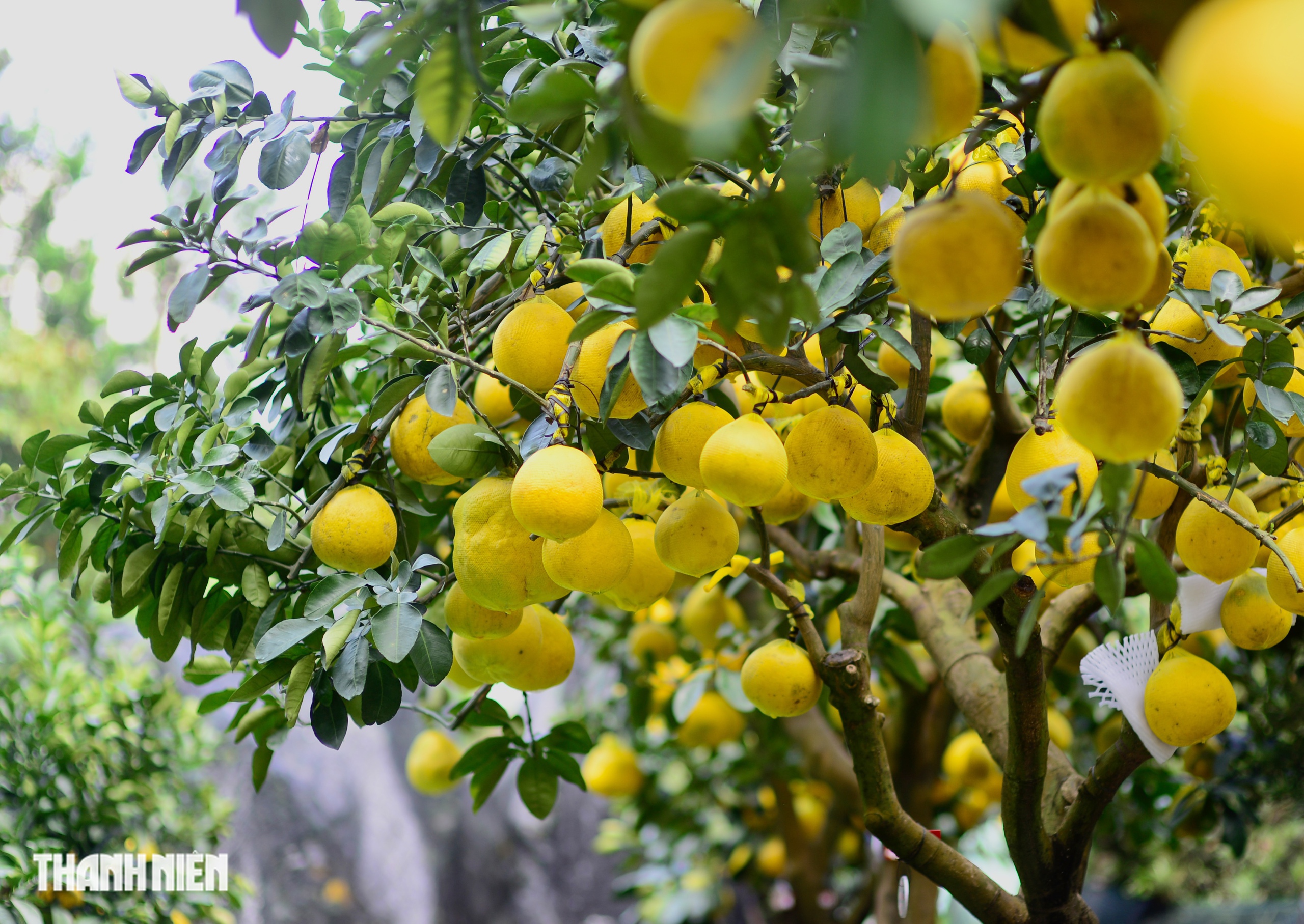 Chợ bưởi Diễn 'nôn' Tết Nguyên đán: Cây vừa vào TP.HCM đã có khách đặt - Ảnh 3.