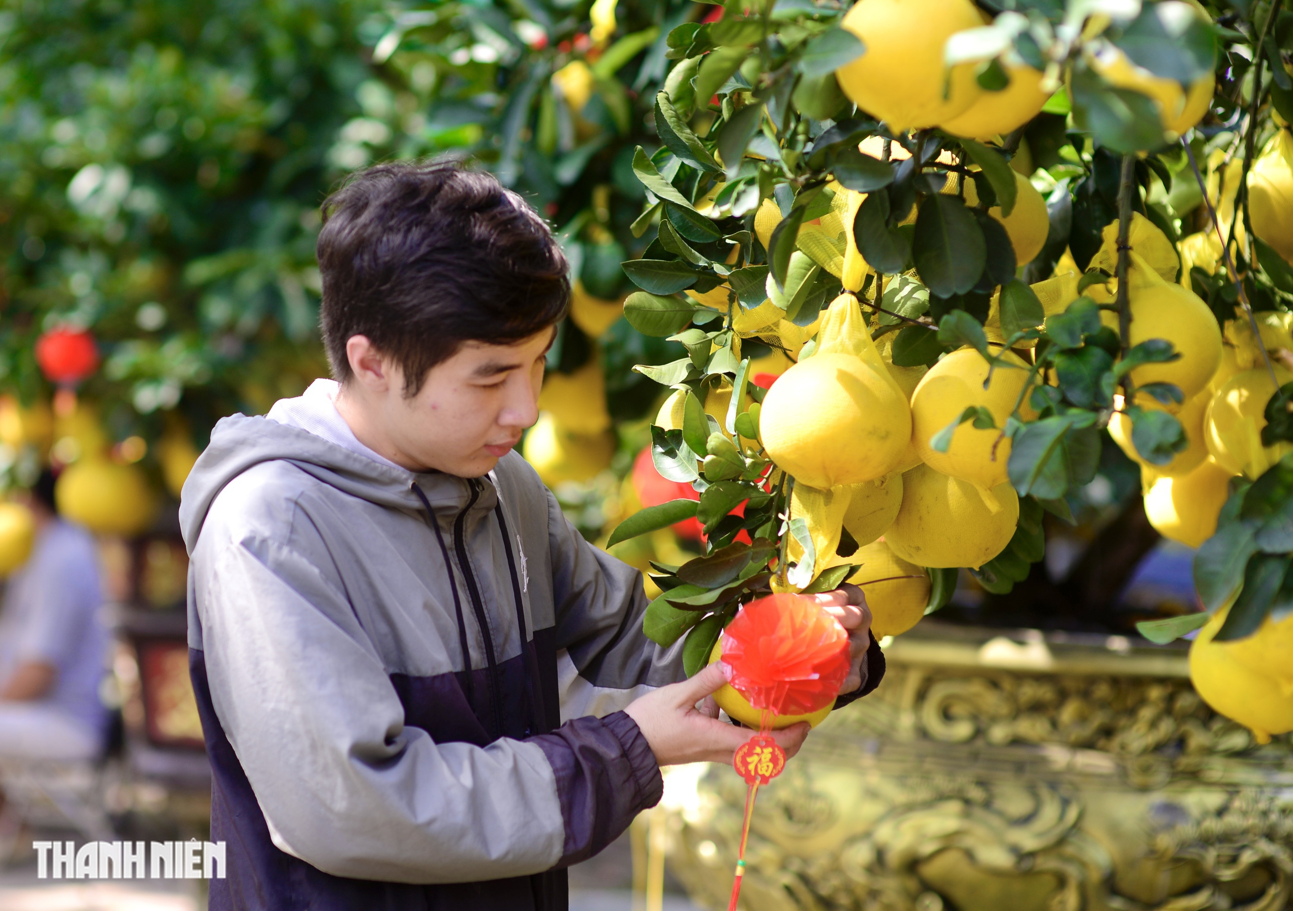 Chợ bưởi Diễn 'nôn' Tết Nguyên đán: Cây vừa vào TP.HCM đã có khách đặt - Ảnh 10.