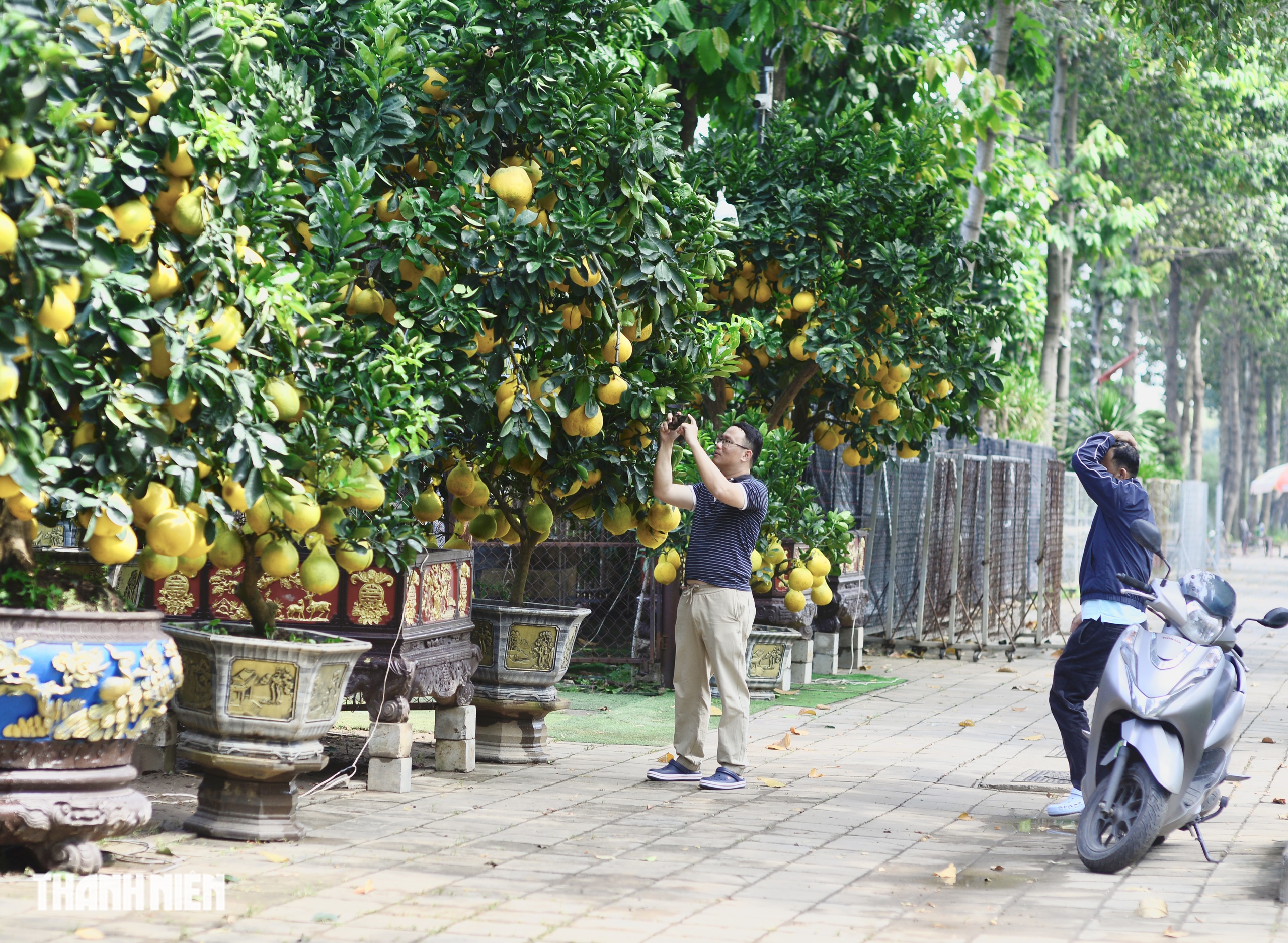 Chợ bưởi Diễn 'nôn' Tết Nguyên đán: Cây vừa vào TP.HCM đã có khách đặt - Ảnh 5.