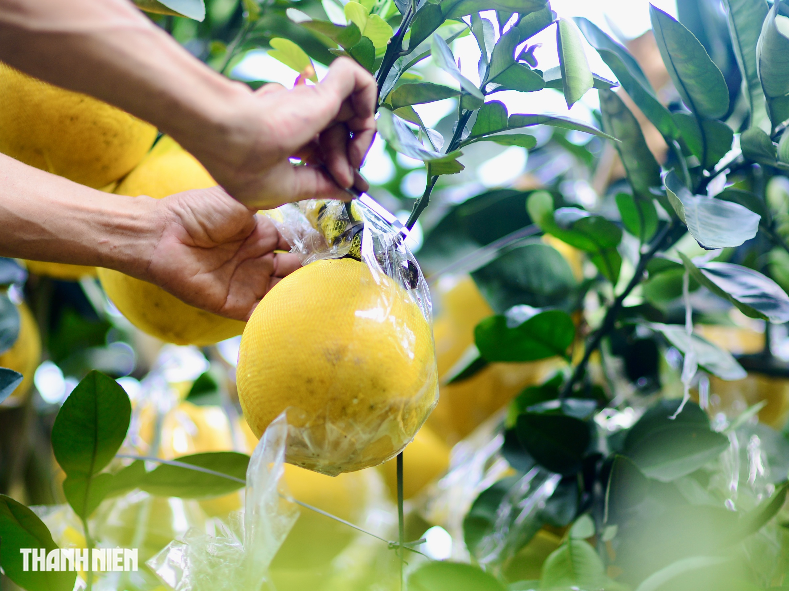 Chợ bưởi Diễn 'nôn' Tết Nguyên đán: Cây vừa vào TP.HCM đã có khách đặt - Ảnh 4.