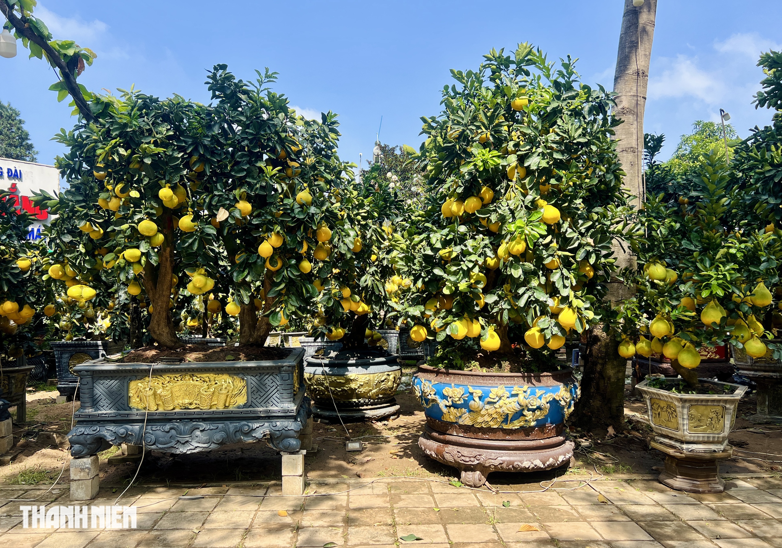Chợ bưởi Diễn 'nôn' Tết Nguyên đán: Cây vừa vào TP.HCM đã có khách đặt - Ảnh 2.