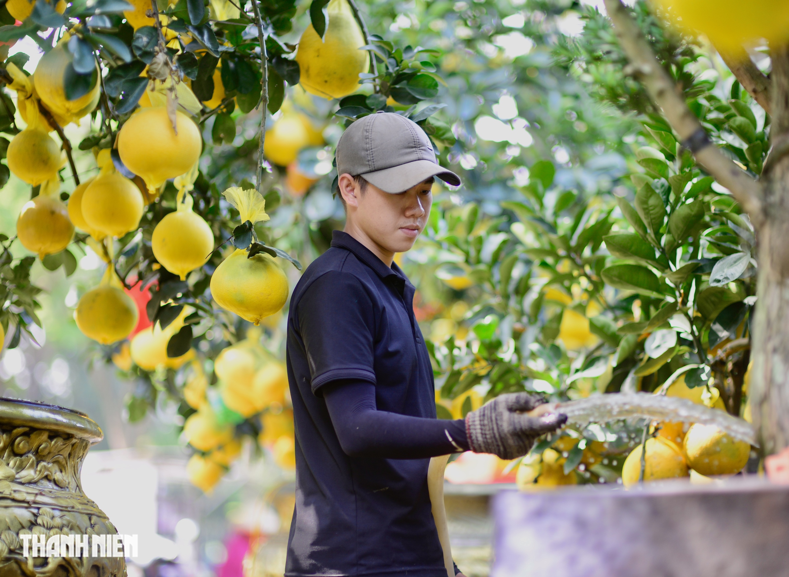 Chợ bưởi Diễn 'nôn' Tết Nguyên đán: Cây vừa vào TP.HCM đã có khách đặt - Ảnh 8.