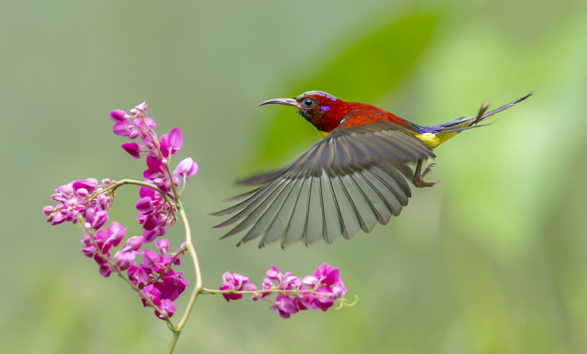 Khoảnh khắc đẹp: Chim hút mật hoàng tử rực rỡ bên hoa tigon, nhiều người xao xuyến - Ảnh 1.