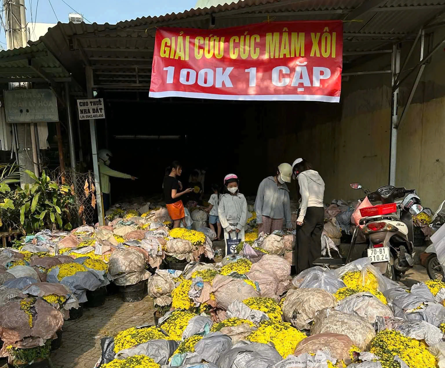 Giải cứu hoa tết: Nông dân miền Tây đoàn kết vượt khó khi cúc nở sớm - Ảnh 4.