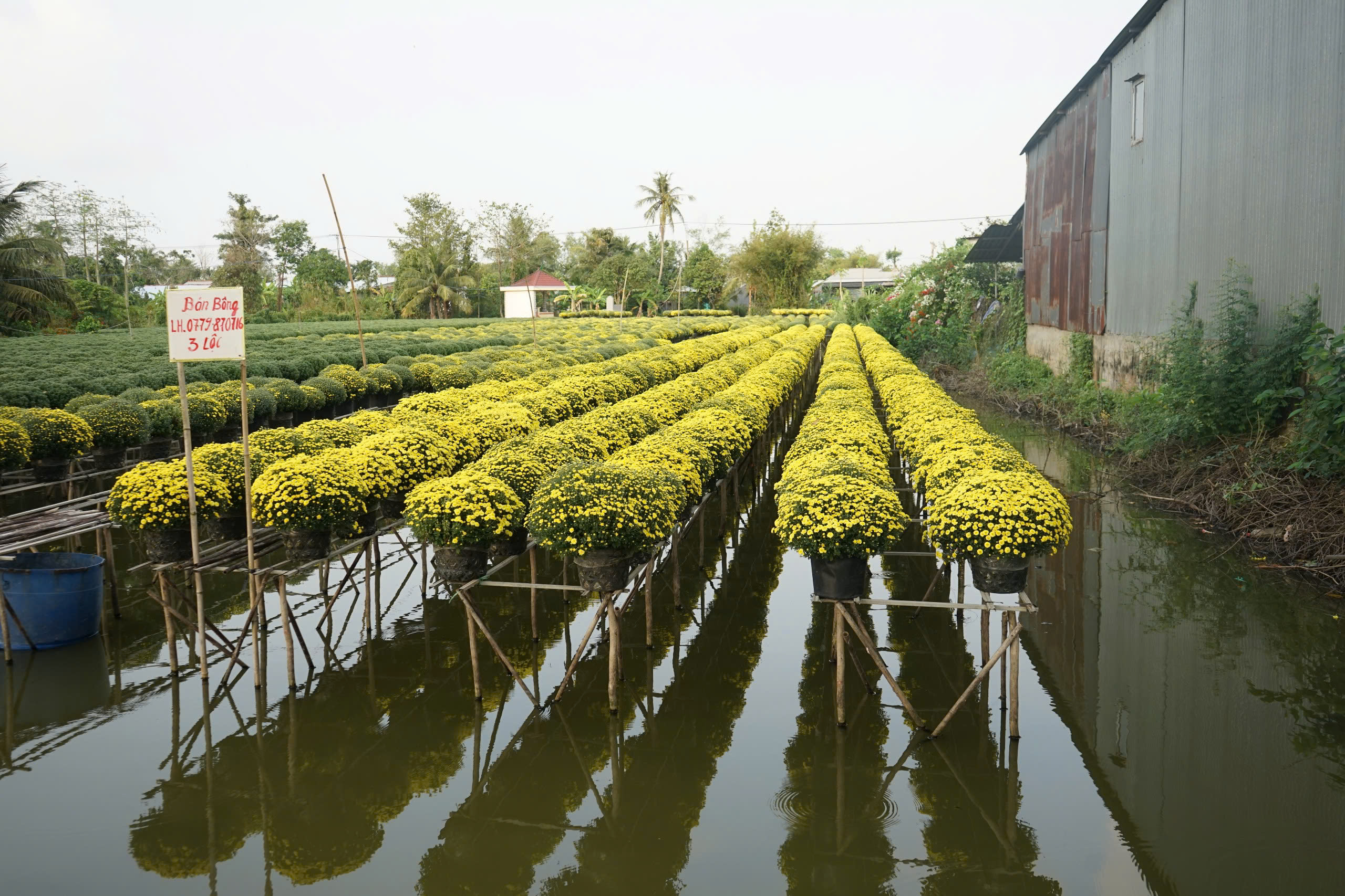 Giải cứu hoa tết: Nông dân miền Tây đoàn kết vượt khó khi cúc nở sớm - Ảnh 3.