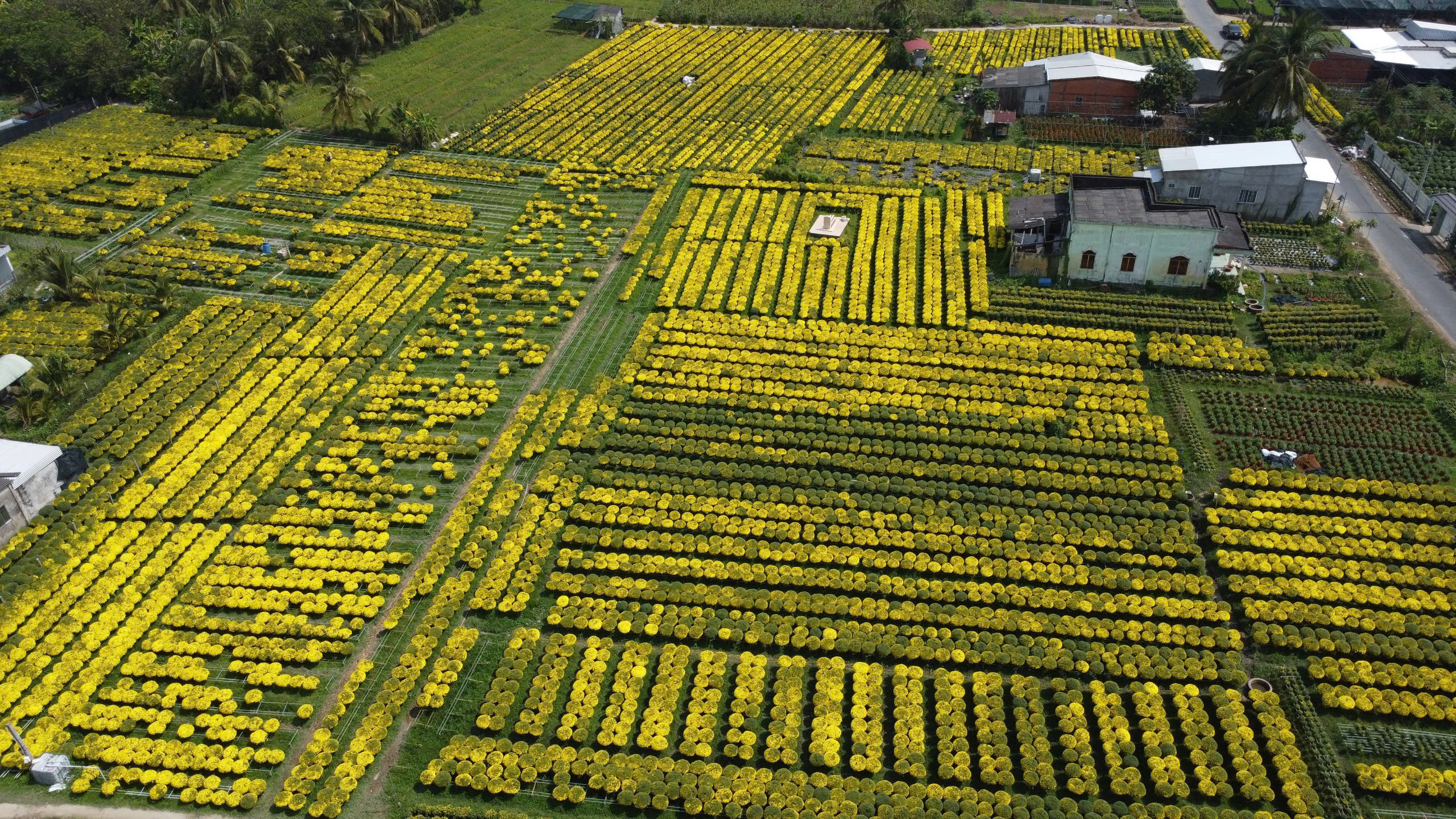 Giải cứu hoa tết: Nông dân miền Tây đoàn kết vượt khó khi cúc nở sớm - Ảnh 1.