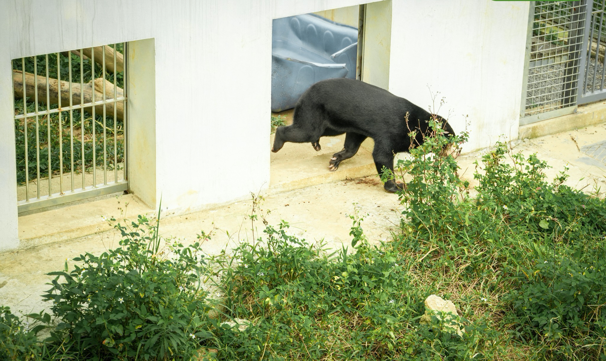 Chuyện về Anuk &ndash; Gấu ch&oacute; t&igrave;m thức ăn, trải qua m&ugrave;a đ&ocirc;ng với điều th&uacute; vị - Ảnh 2.