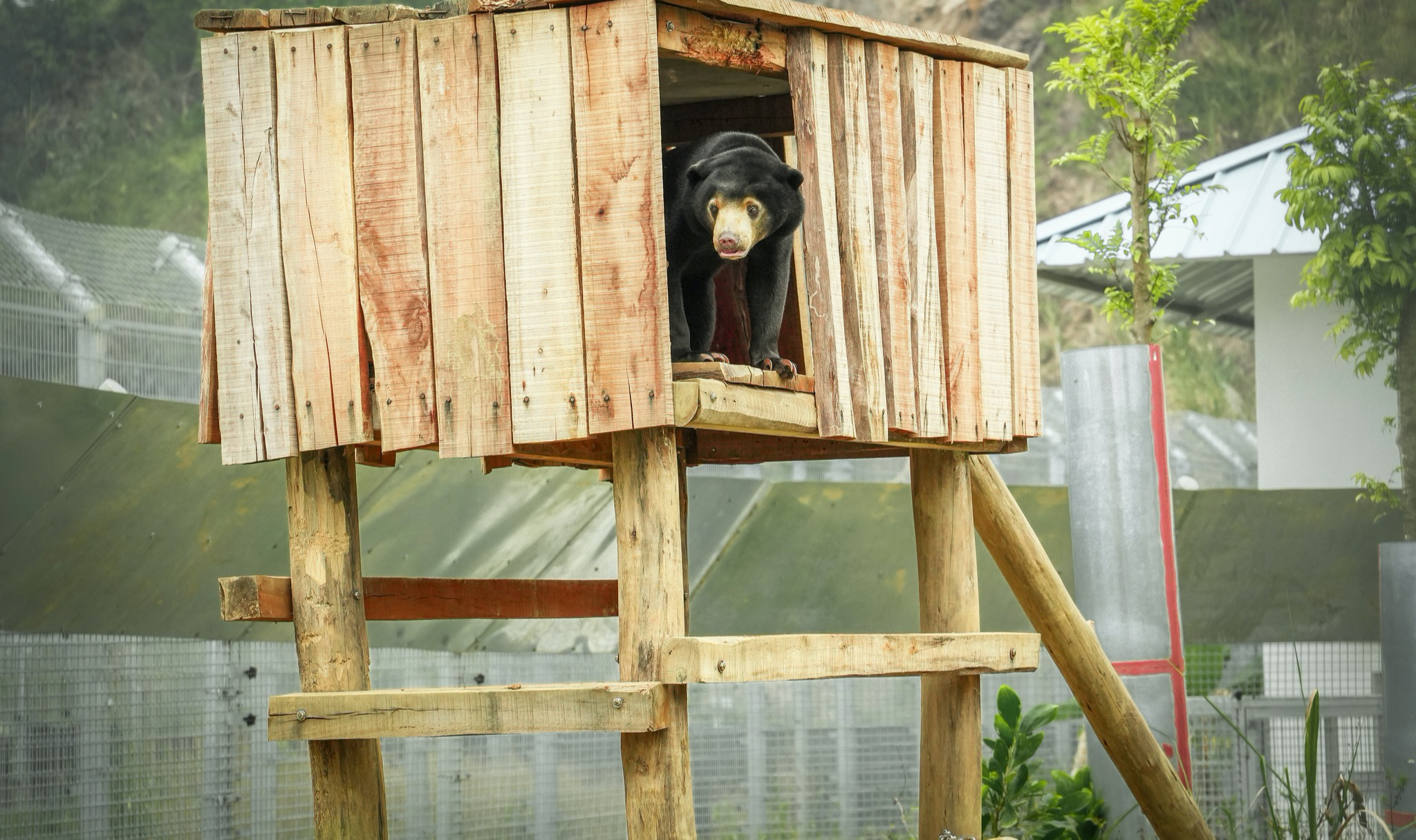 Chuyện về Anuk &ndash; Gấu ch&oacute; t&igrave;m thức ăn, trải qua m&ugrave;a đ&ocirc;ng với điều th&uacute; vị - Ảnh 4.