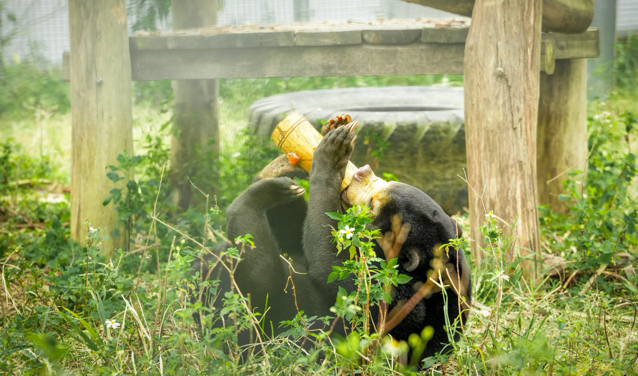Chuyện về Anuk &ndash; Gấu ch&oacute; t&igrave;m thức ăn, trải qua m&ugrave;a đ&ocirc;ng với điều th&uacute; vị - Ảnh 1.
