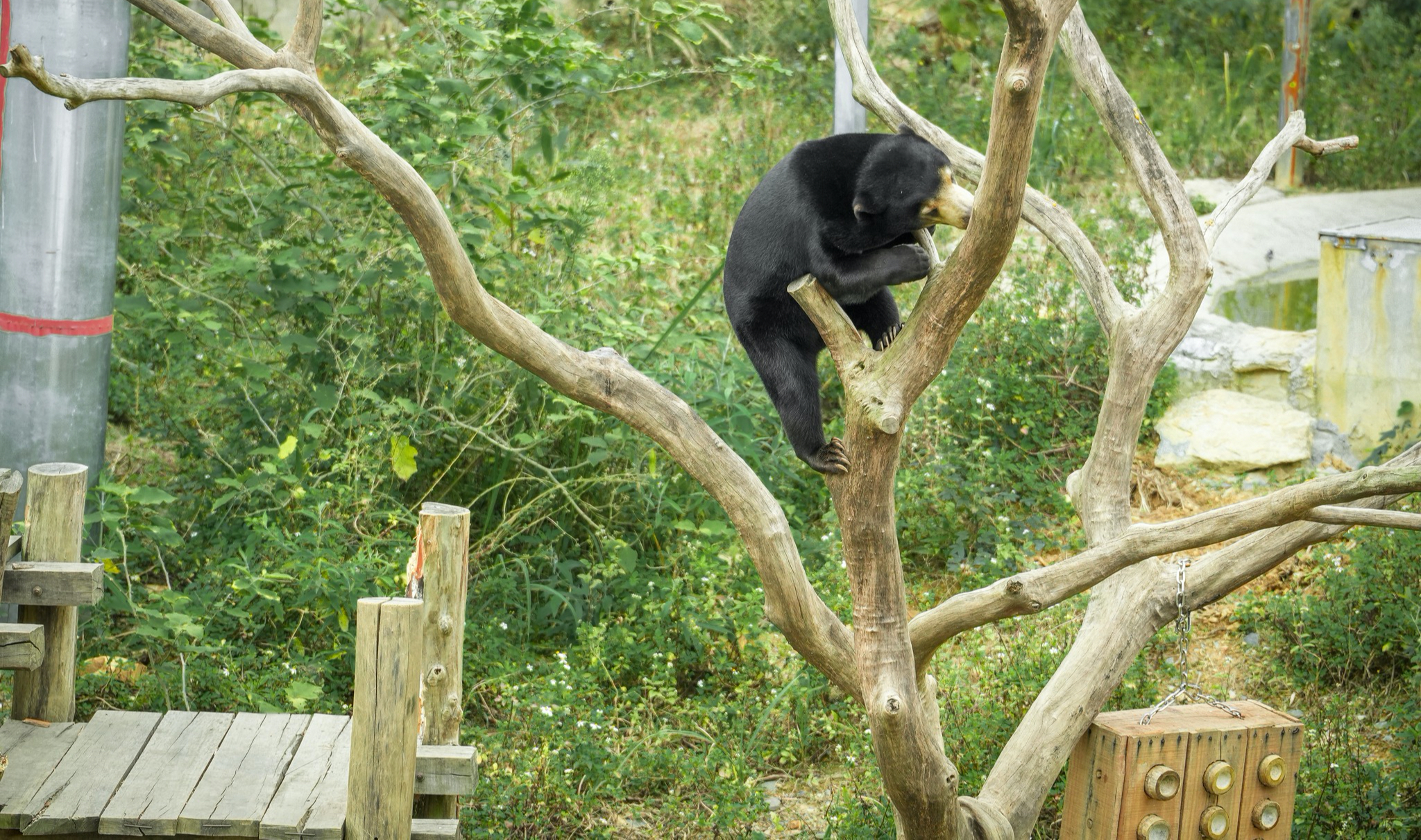 Chuyện về Anuk &ndash; Gấu ch&oacute; t&igrave;m thức ăn, trải qua m&ugrave;a đ&ocirc;ng với điều th&uacute; vị - Ảnh 6.