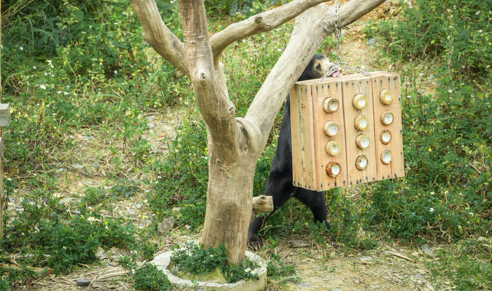 Chuyện về Anuk &ndash; Gấu ch&oacute; t&igrave;m thức ăn, trải qua m&ugrave;a đ&ocirc;ng với điều th&uacute; vị - Ảnh 3.